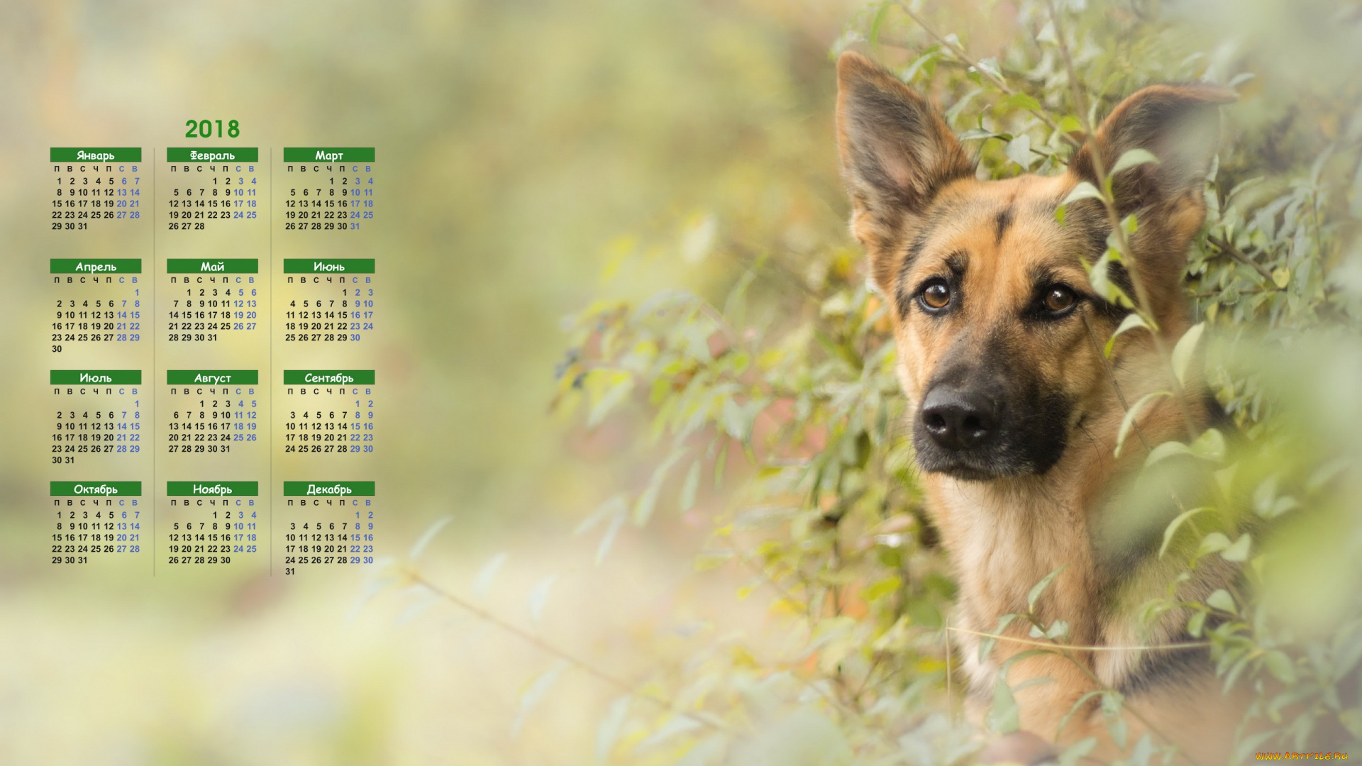 календари, животные, морда, овчарка, взгляд, собака