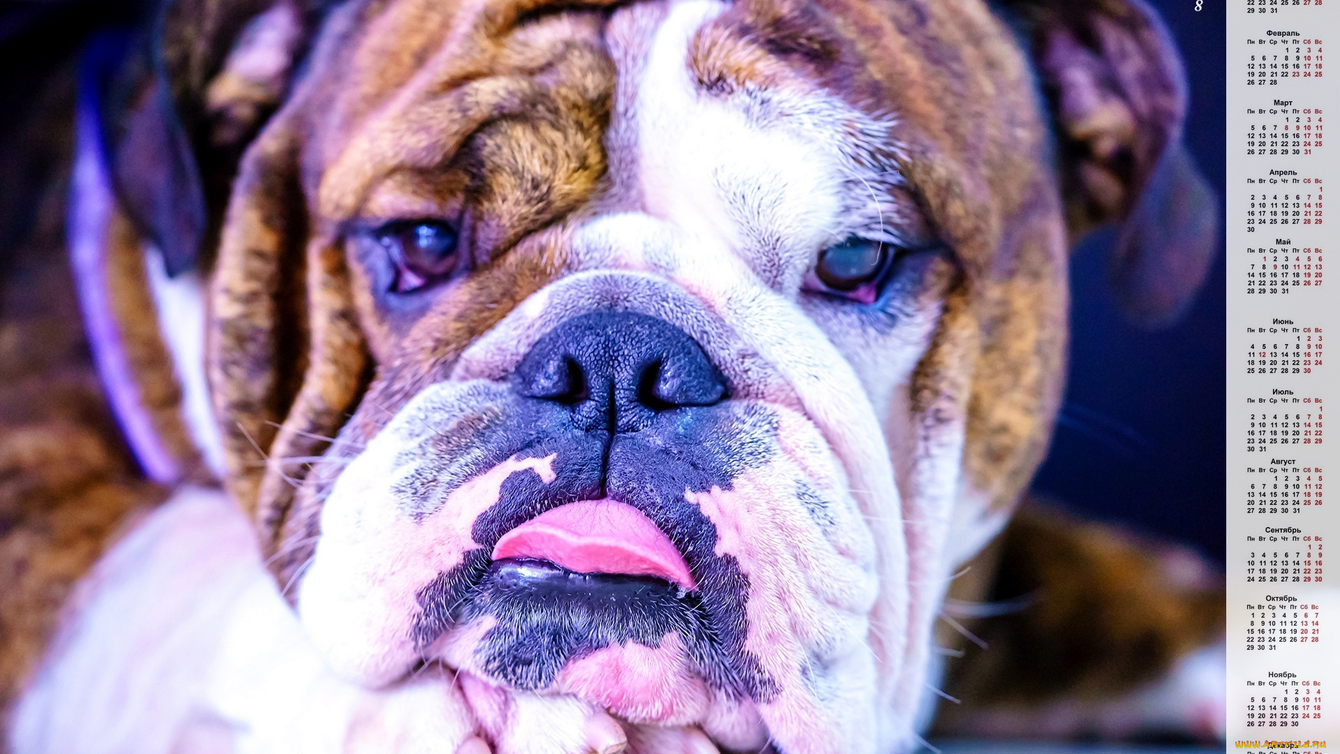 календари, животные, морда, собака