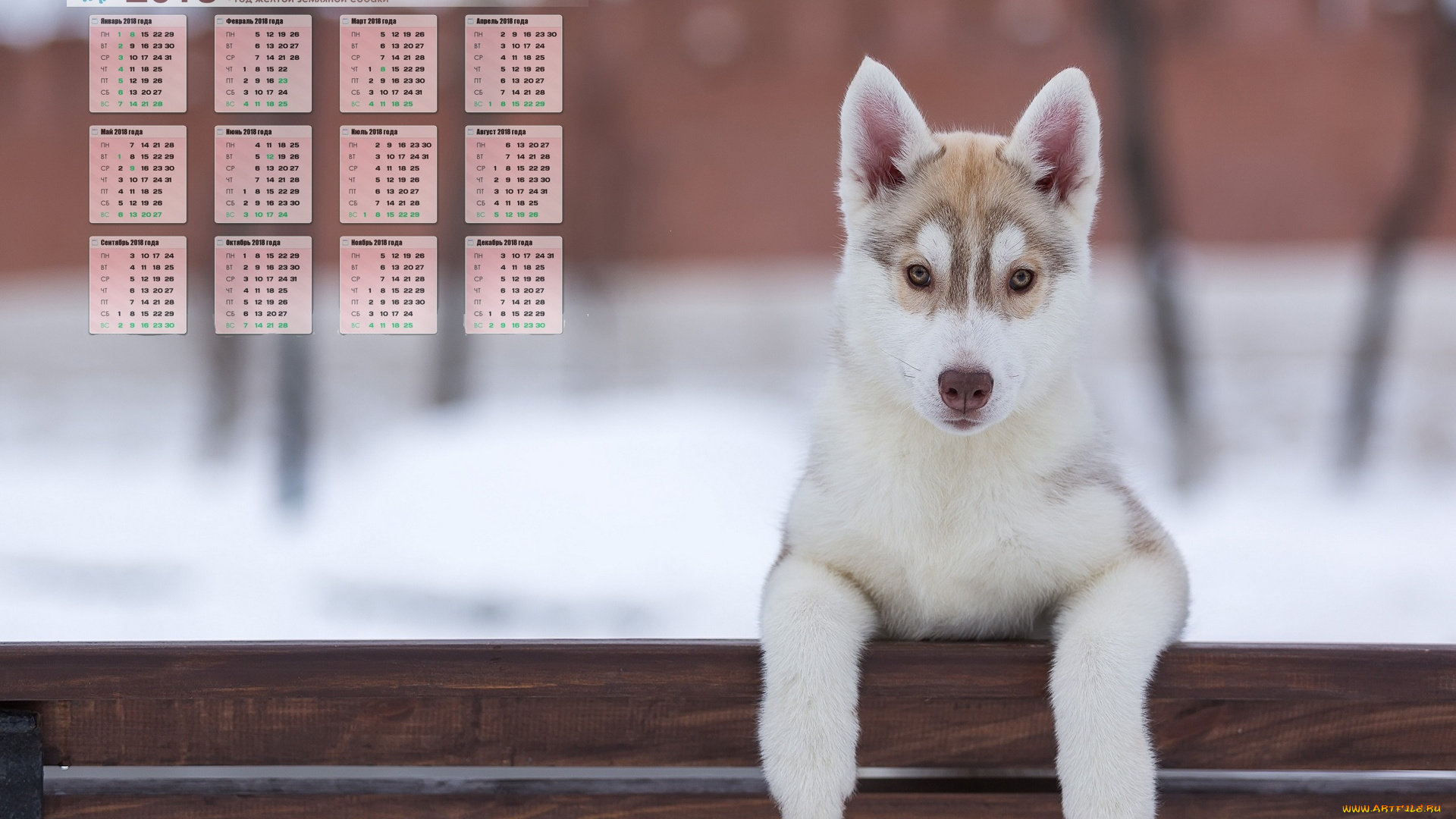 календари, животные, морда, взгляд, собака