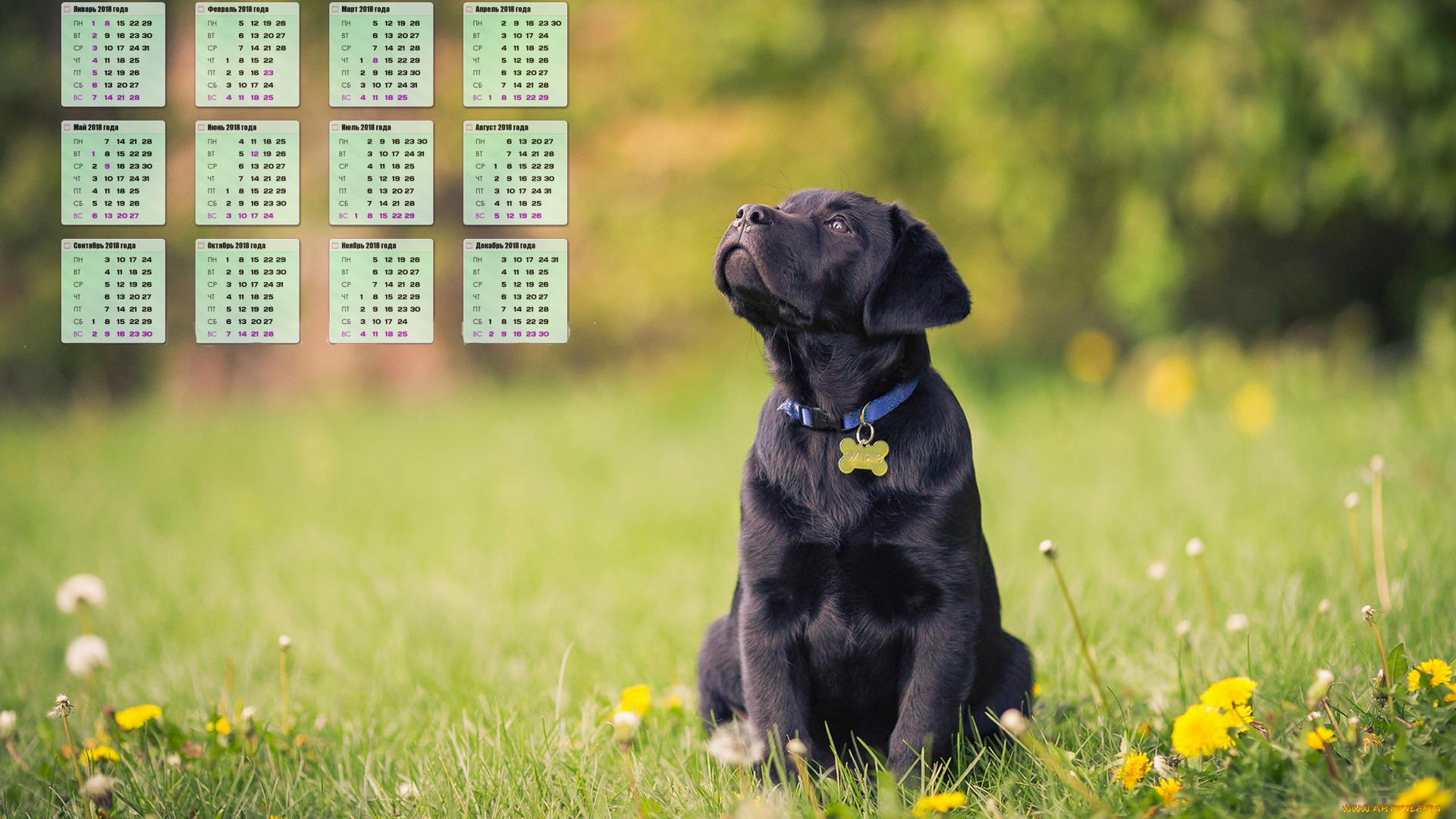 календари, животные, растения, собака, взгляд