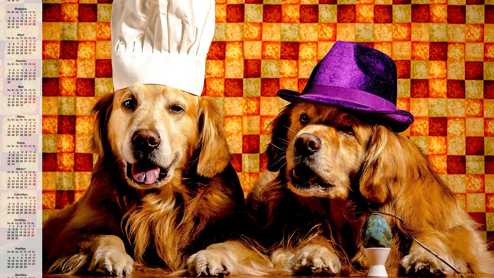 календари, животные, шляпа, колпак, собака, взгляд, двое, яйцо