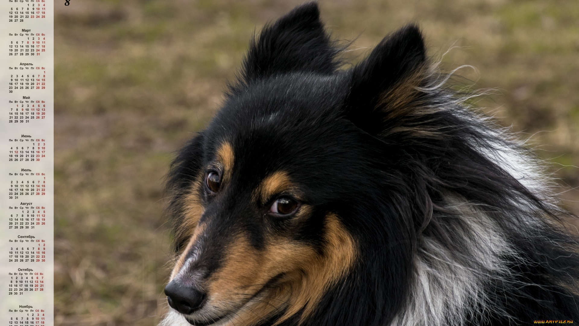 календари, животные, собака, морда, взгляд