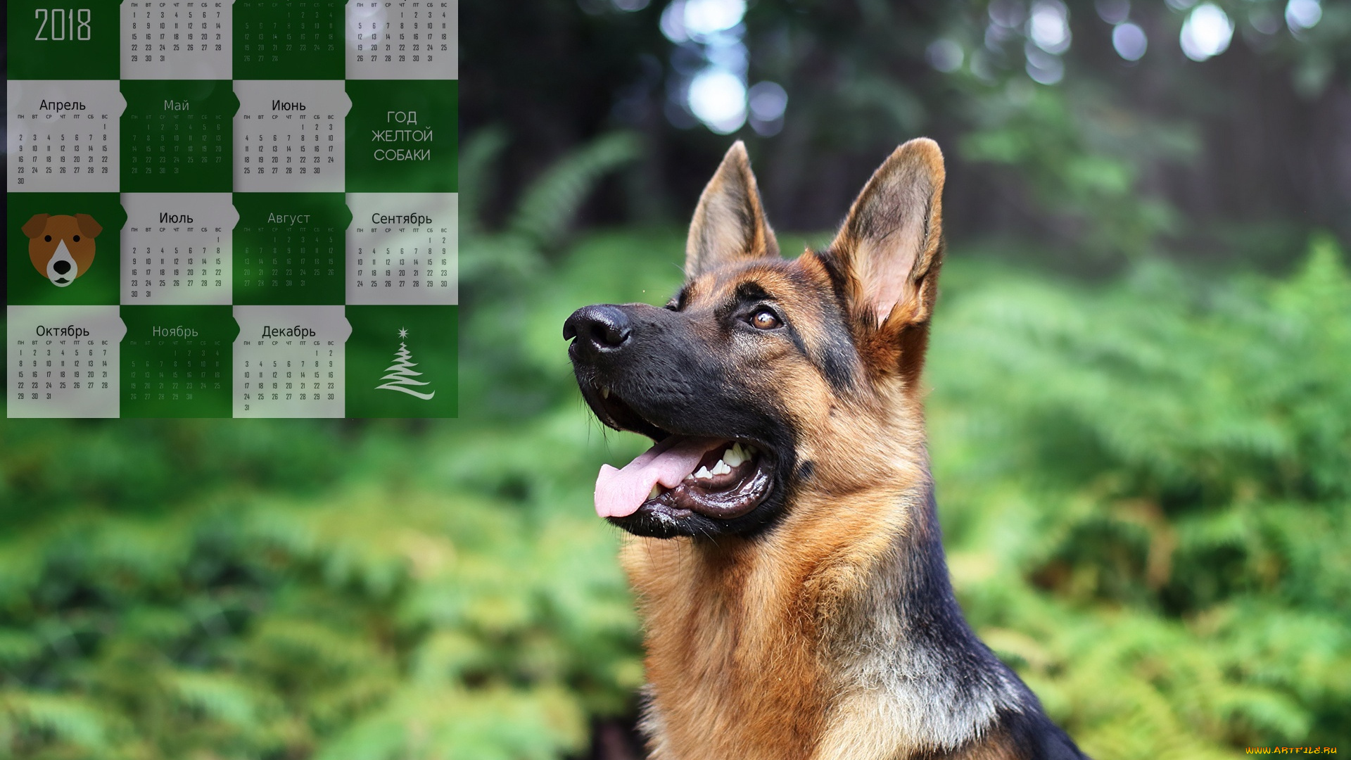 календари, животные, собака, профиль, овчарка, взгляд, морда