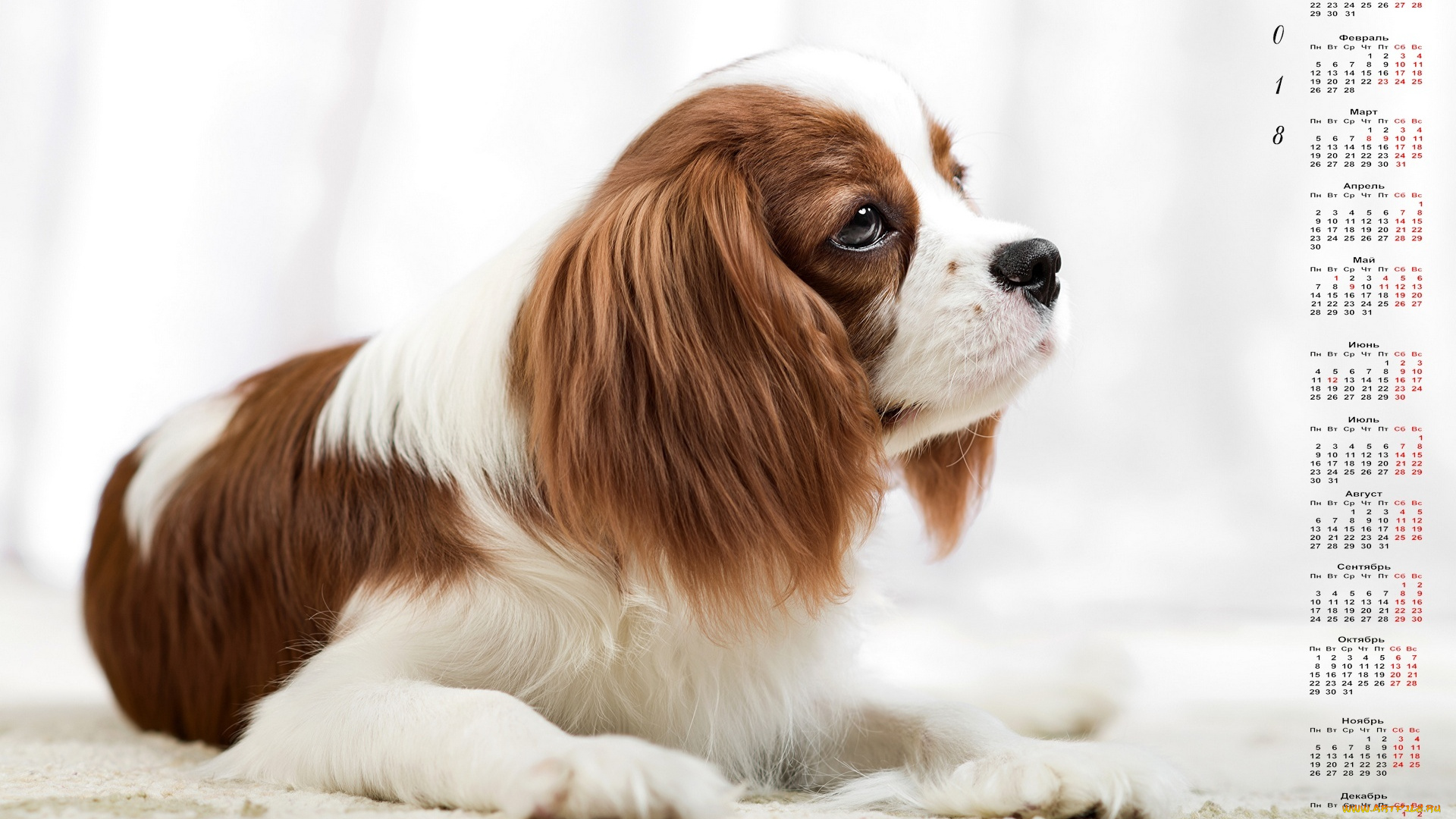 календари, животные, собака, профиль, взгляд