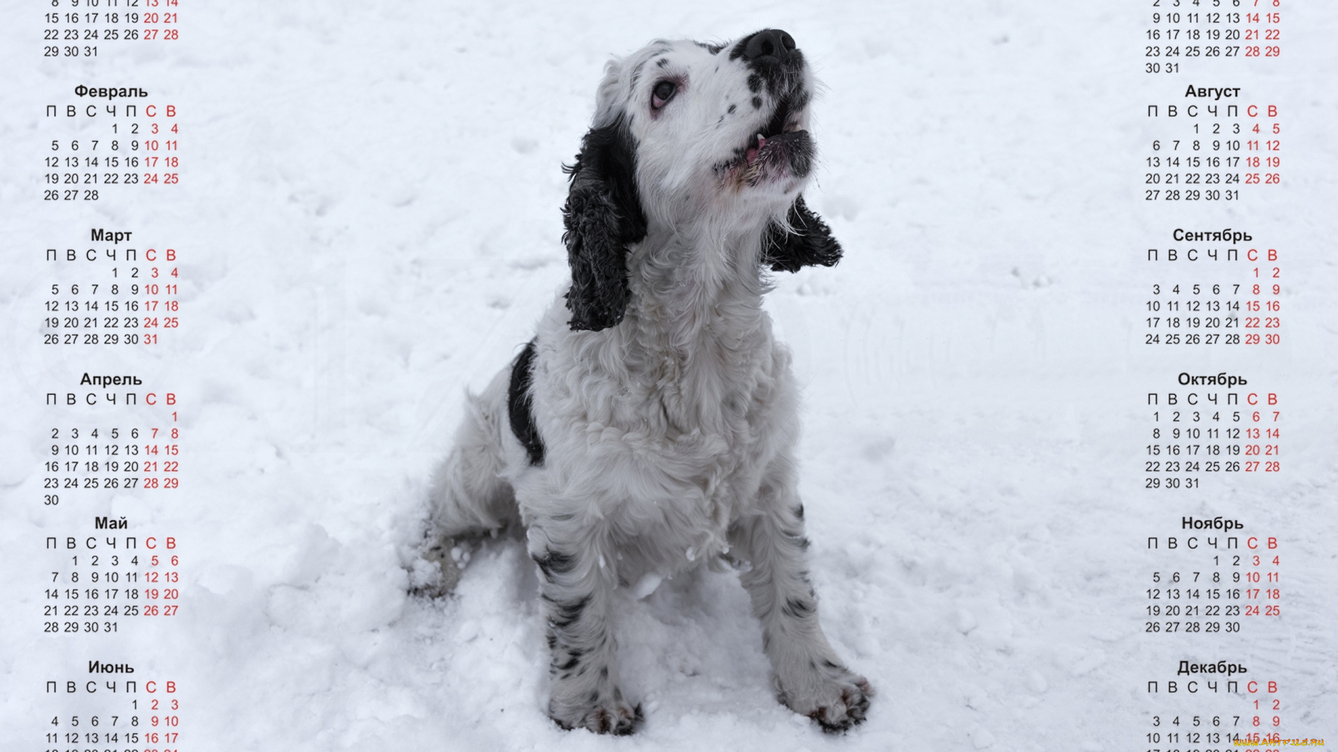 календари, животные, собака, снег, взгляд