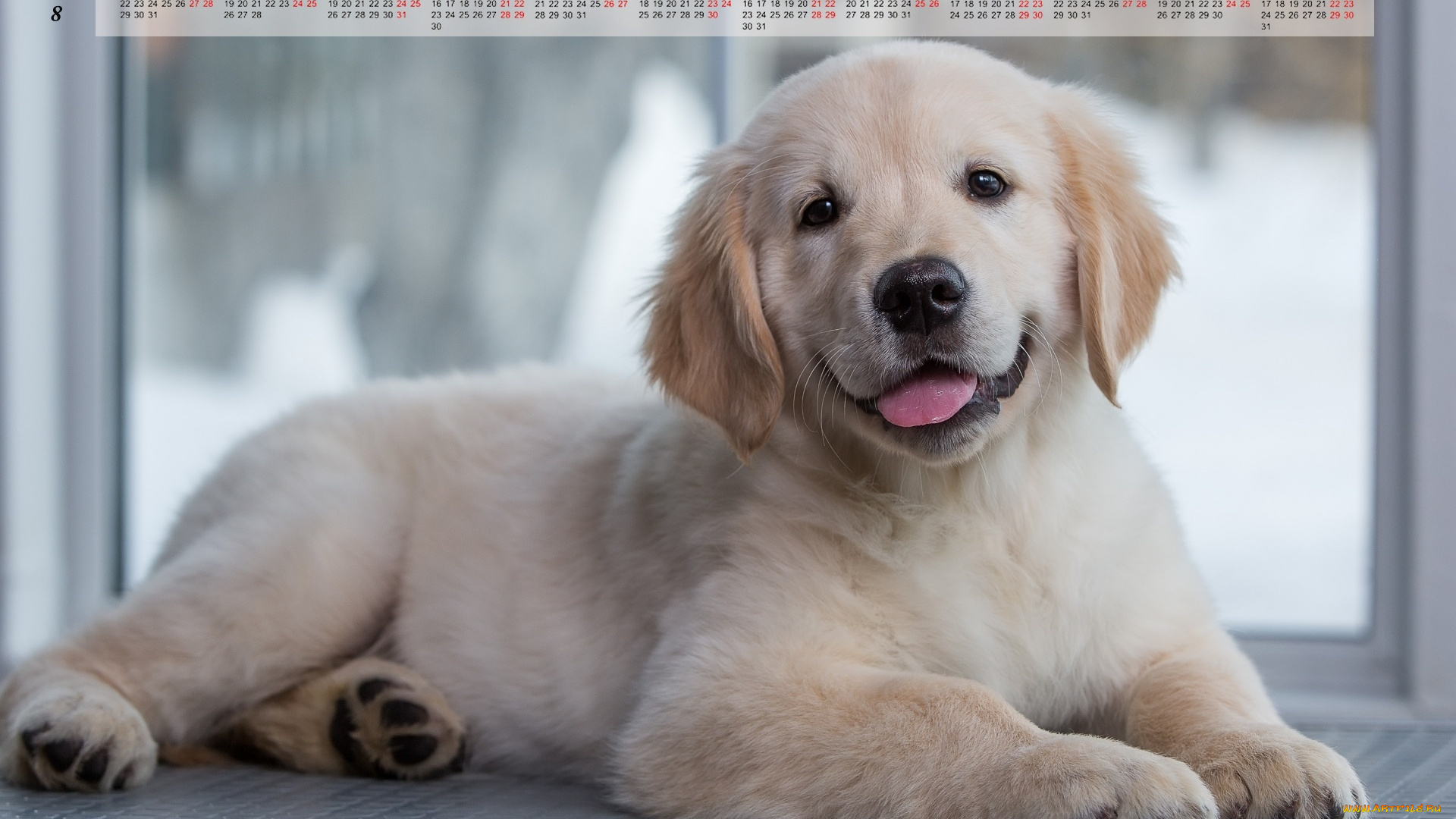 календари, животные, собака, взгляд