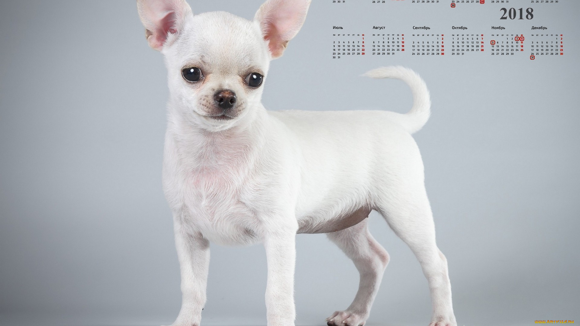 календари, животные, собака, взгляд