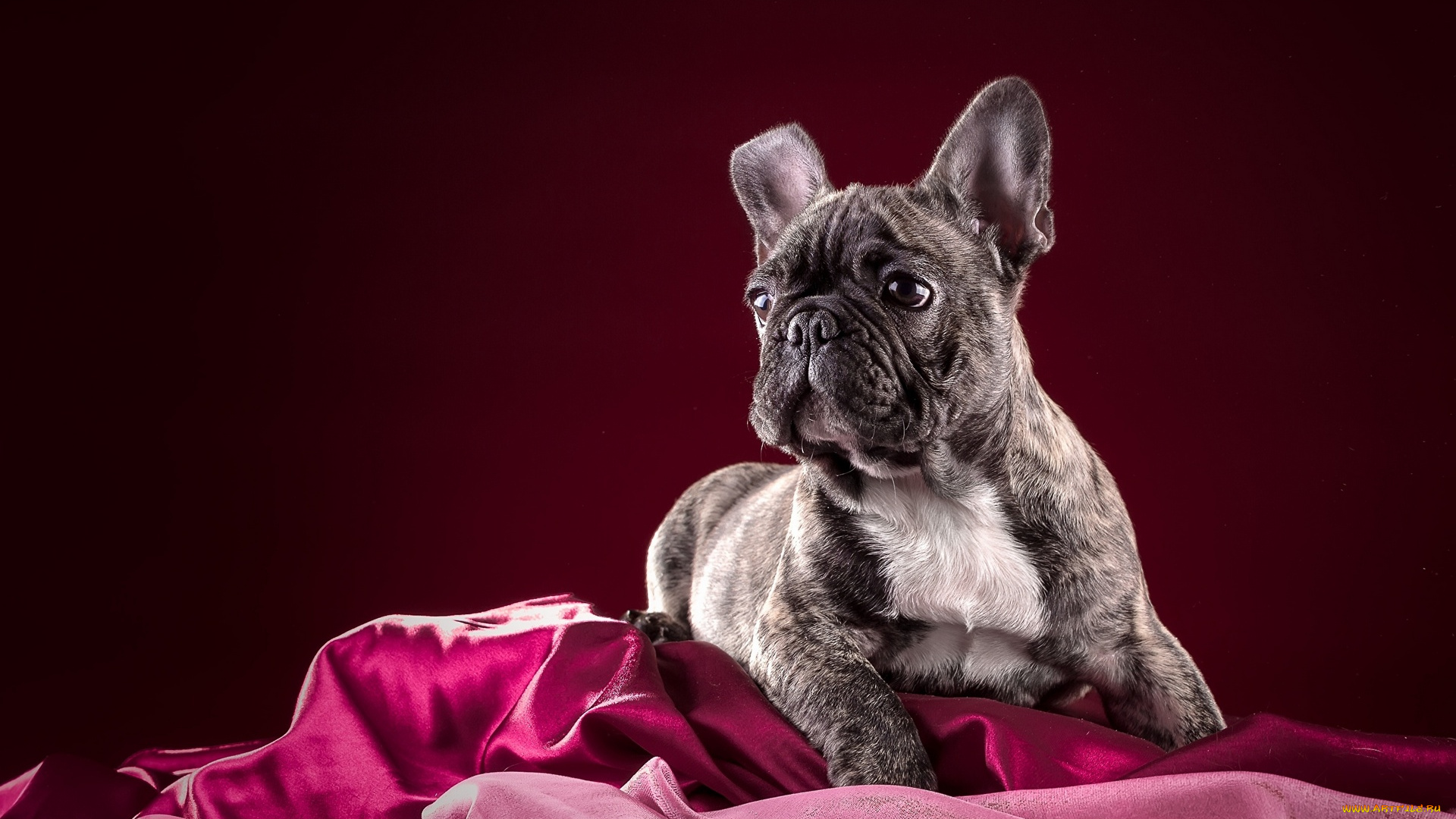 календари, животные, ткань, взгляд, собака