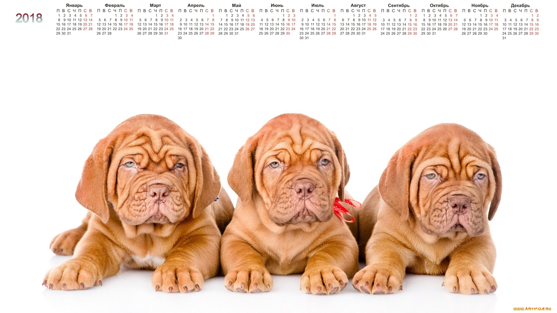 календари, животные, трое, собака, белый, фон