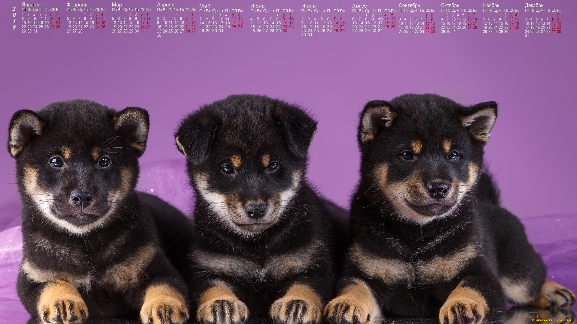 календари, животные, трое, взгляд, собака