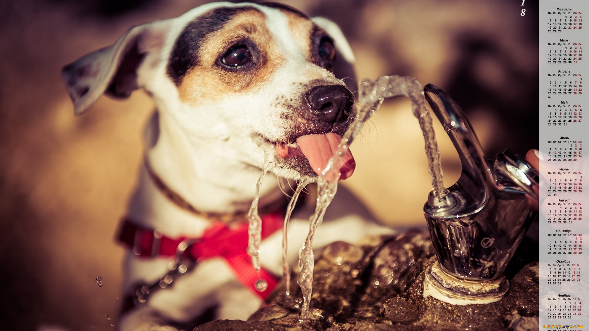 календари, животные, вода, морда, собака