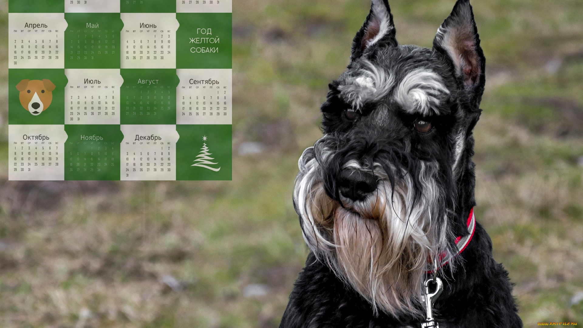 календари, животные, взгляд, морда, собака