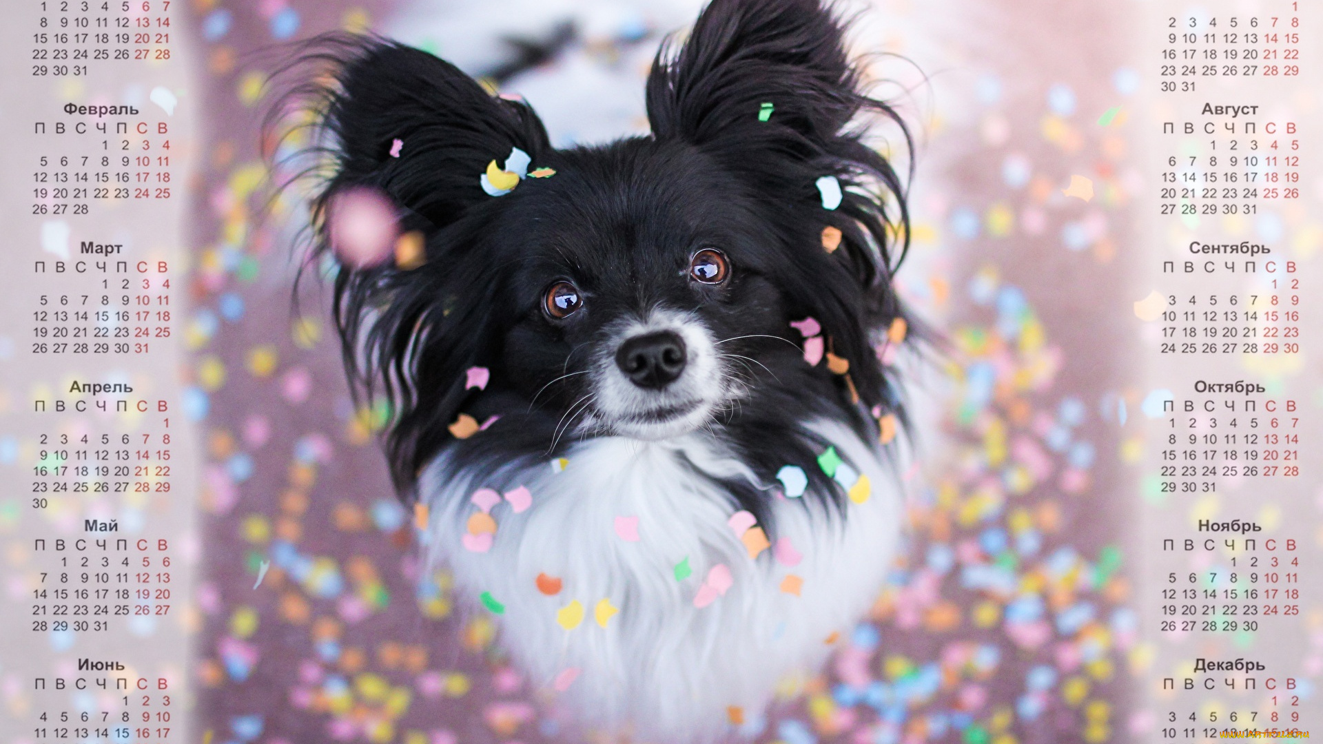 календари, животные, взгляд, собака