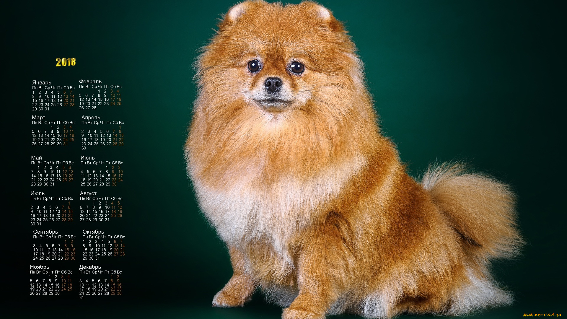 календари, животные, взгляд, собака
