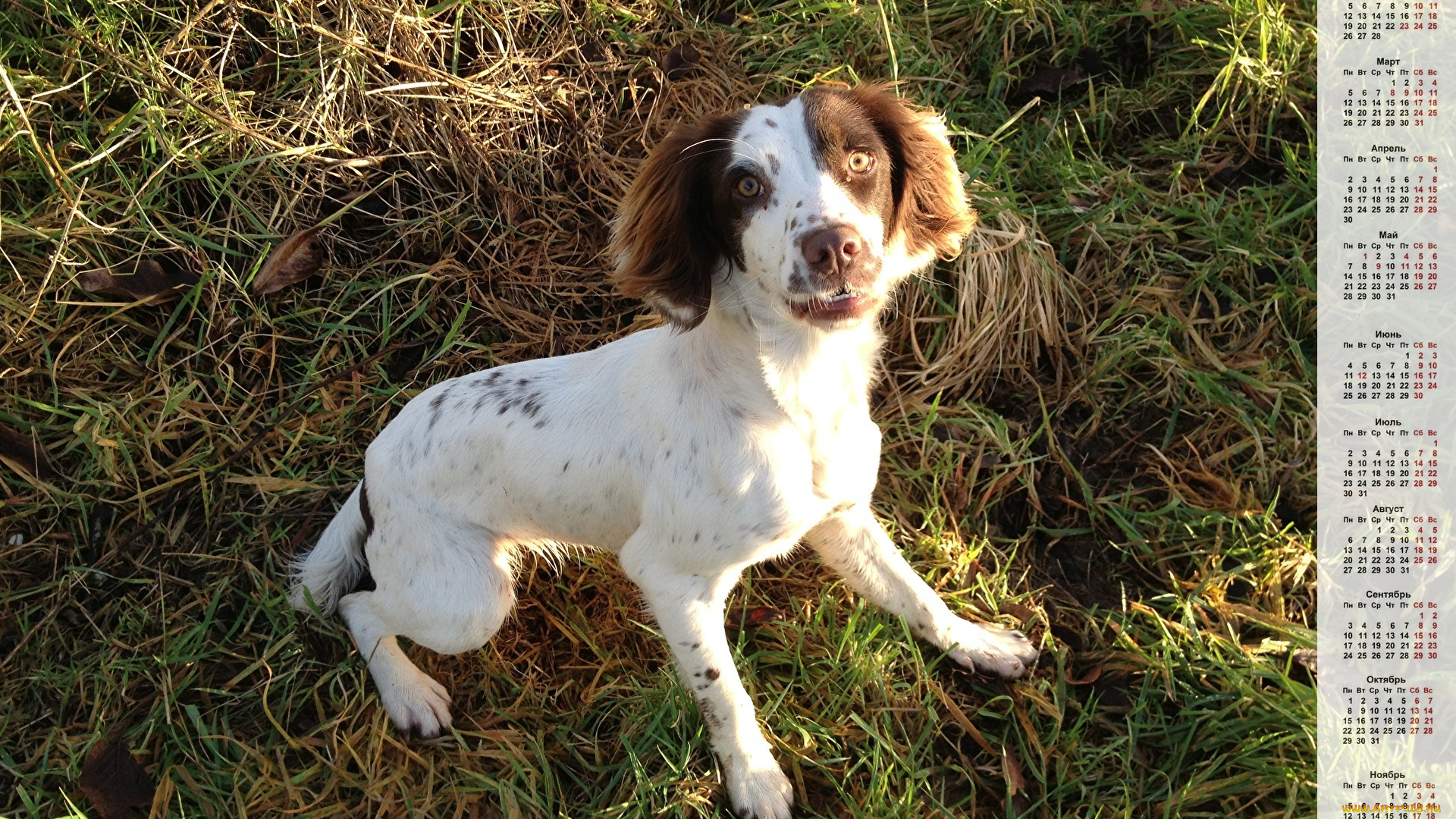календари, животные, взгляд, собака