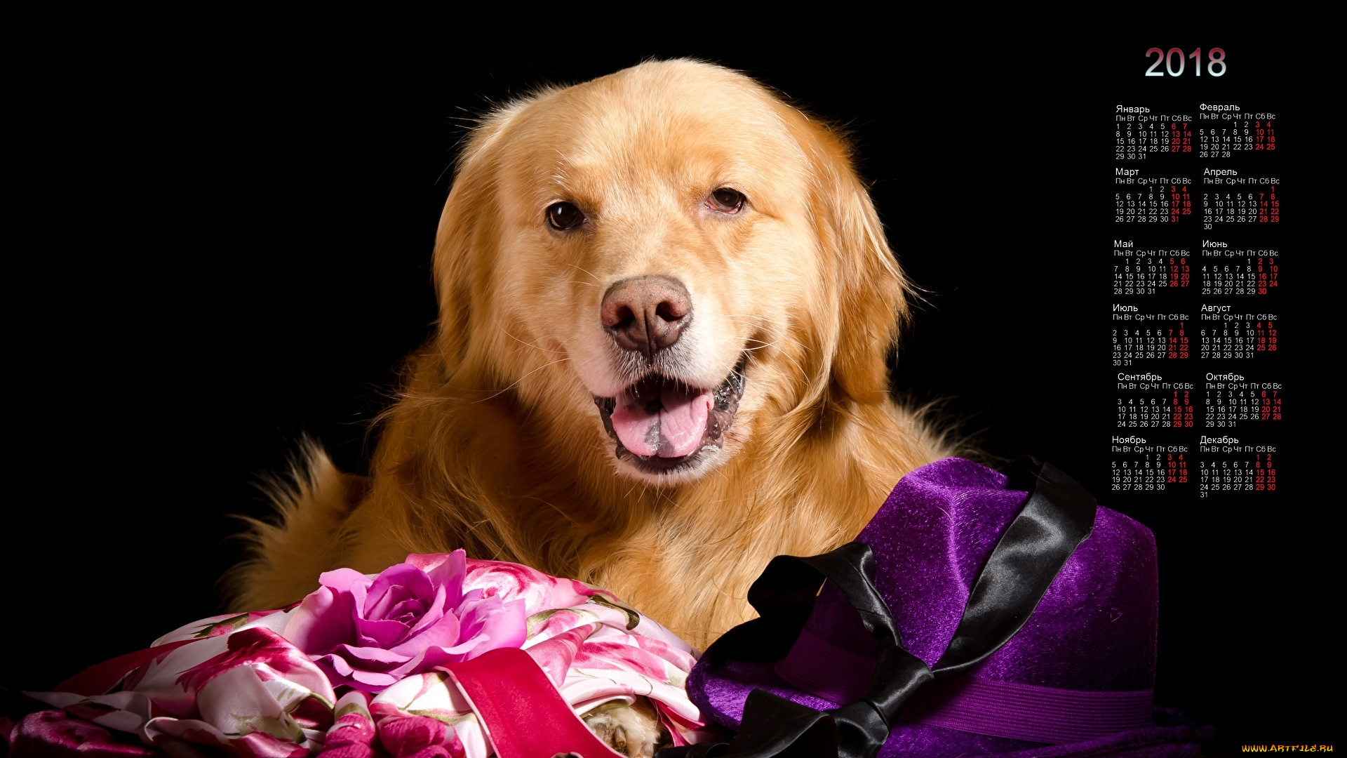 календари, животные, взгляд, собака, черный, фон, цветок