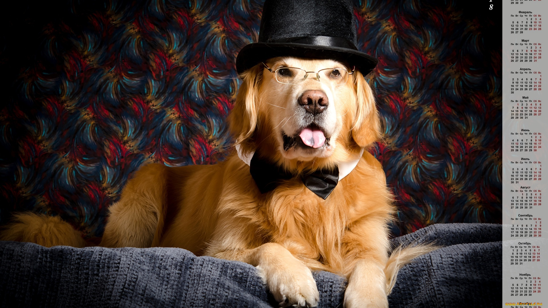 календари, животные, взгляд, собака, шляпа, очки