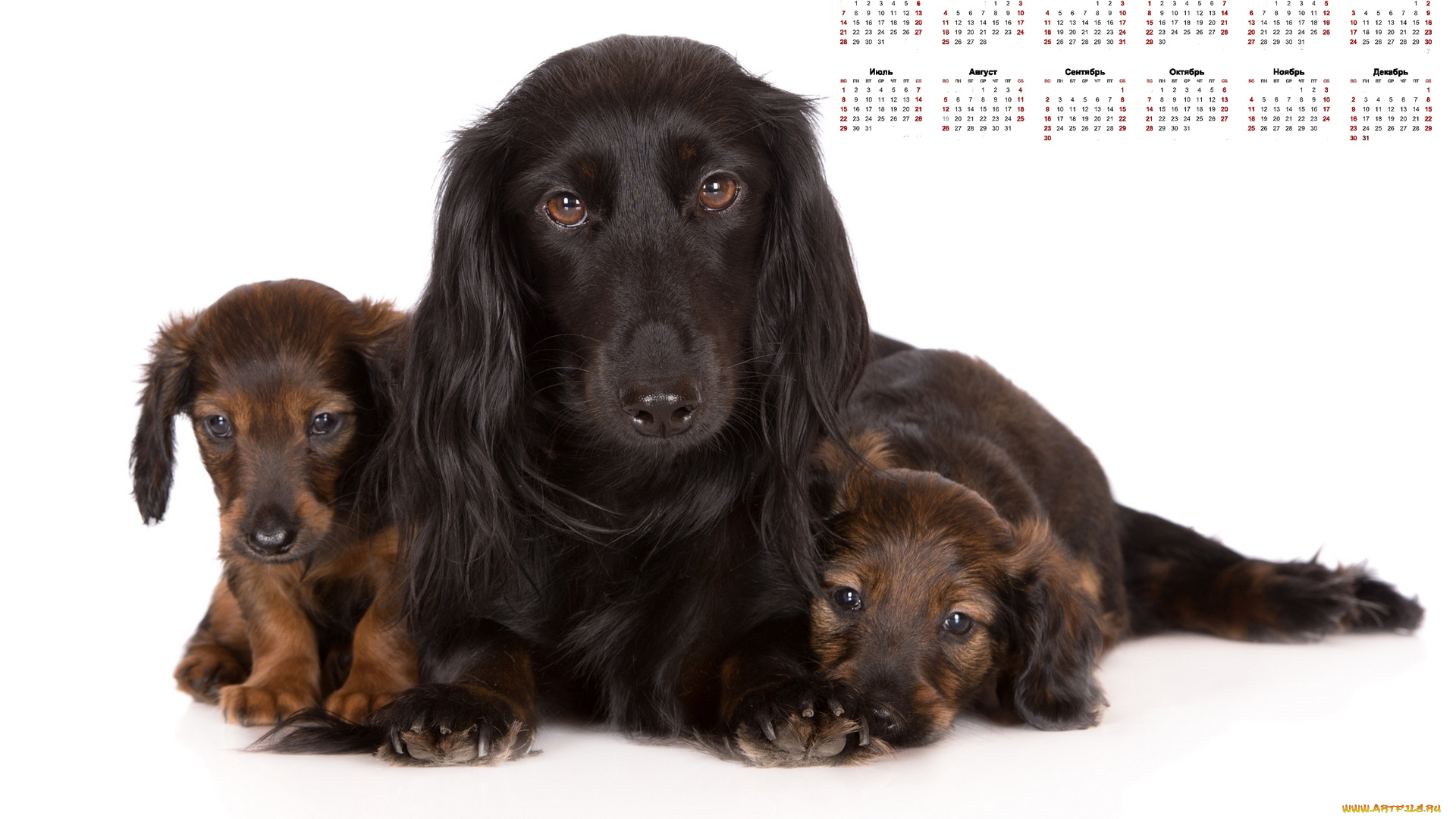 календари, животные, взгляд, трое, собака, белый, фон