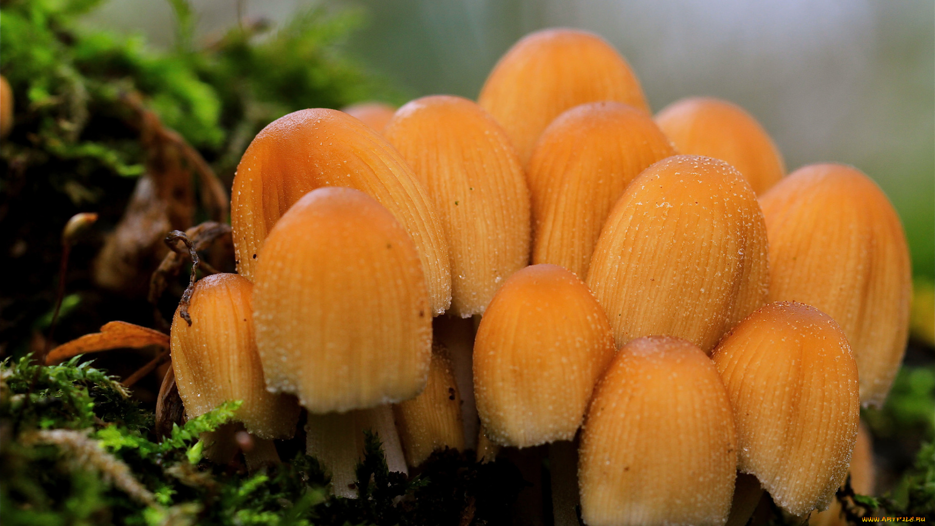 природа, грибы, лес