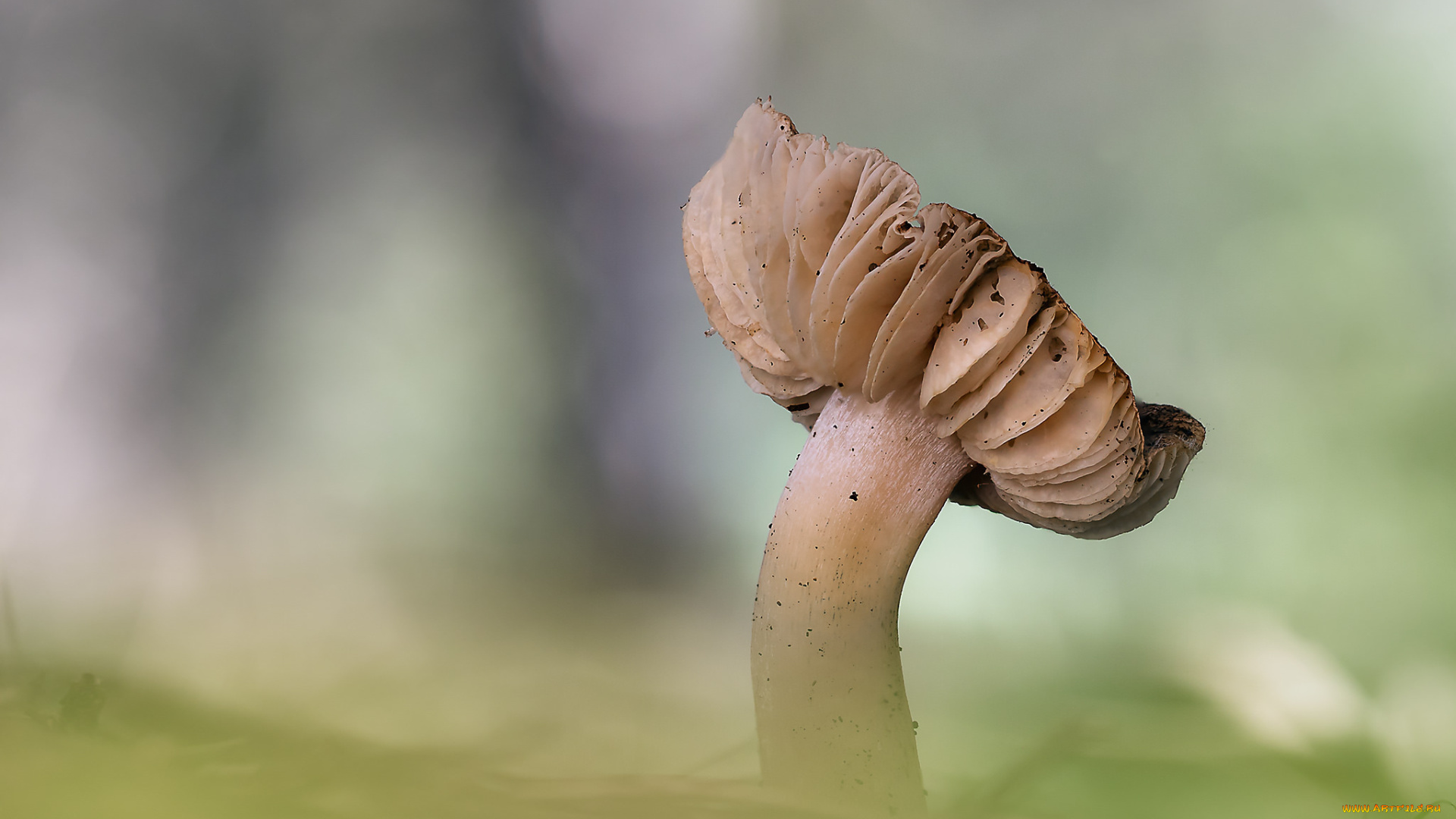 природа, грибы, макро