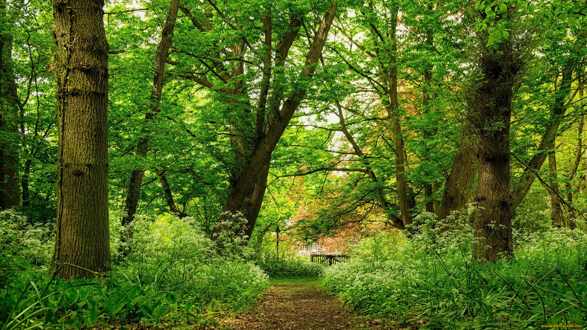 природа, лес, простор