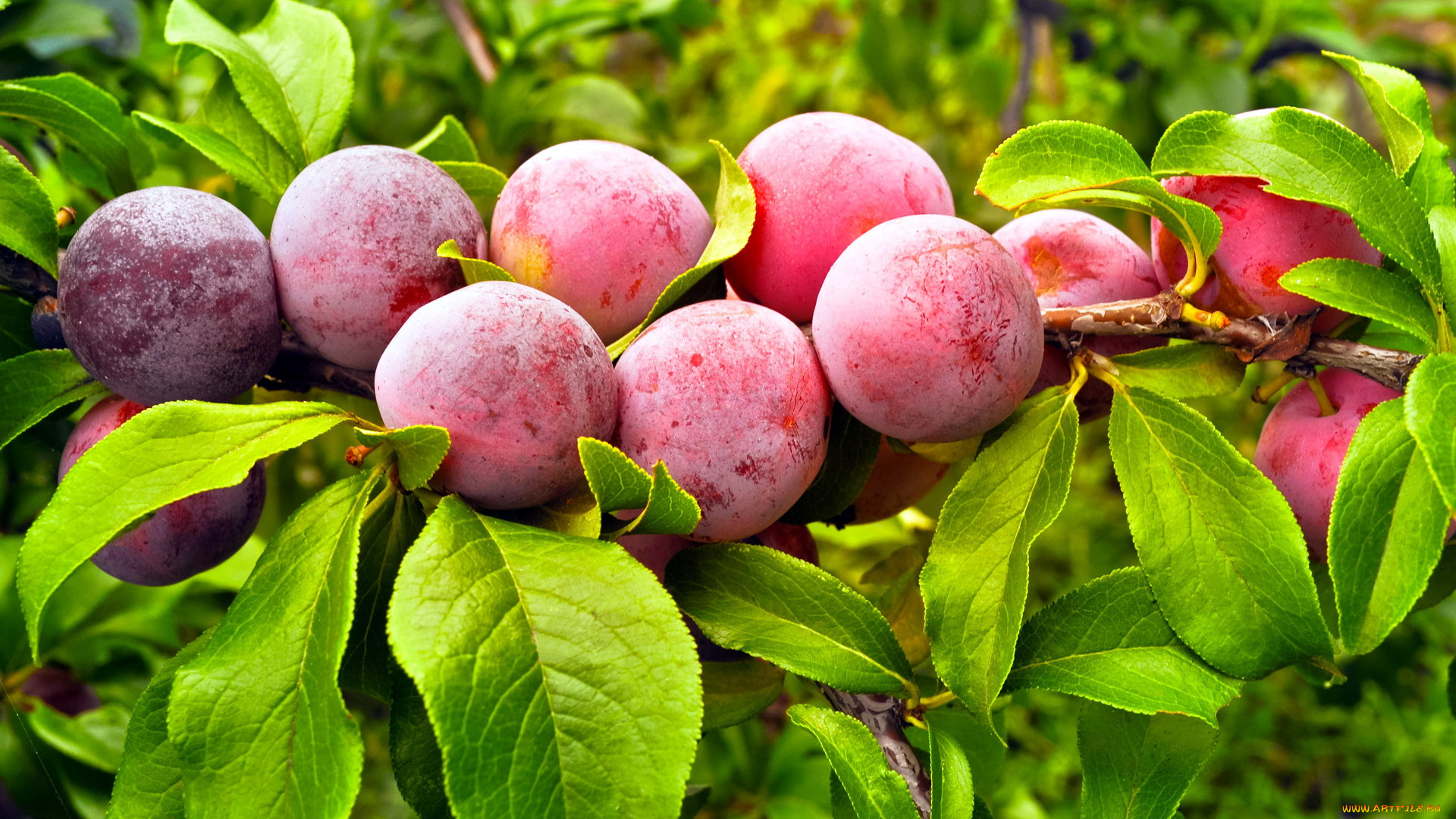 природа, плоды, сливы