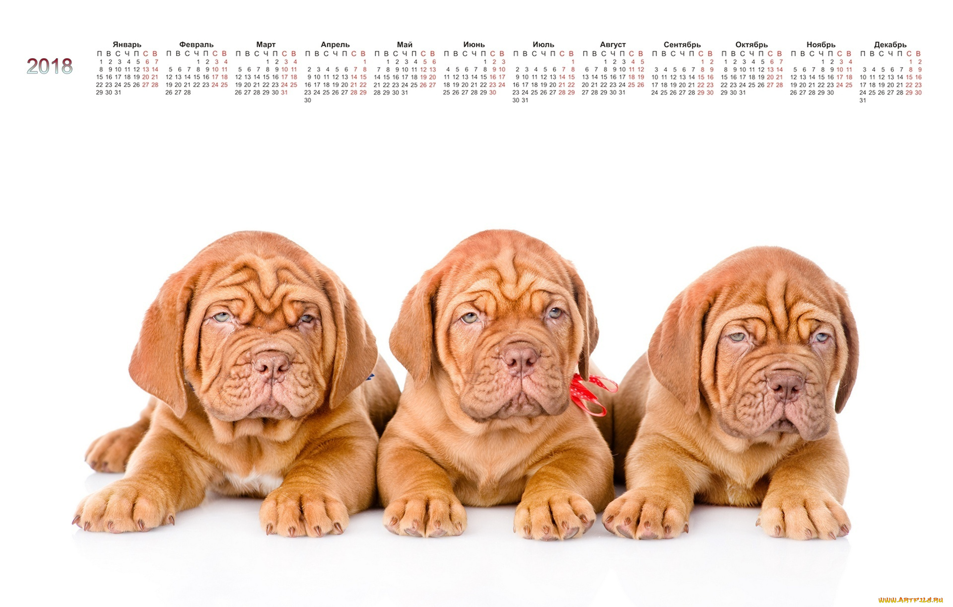 календари, животные, трое, собака, белый, фон
