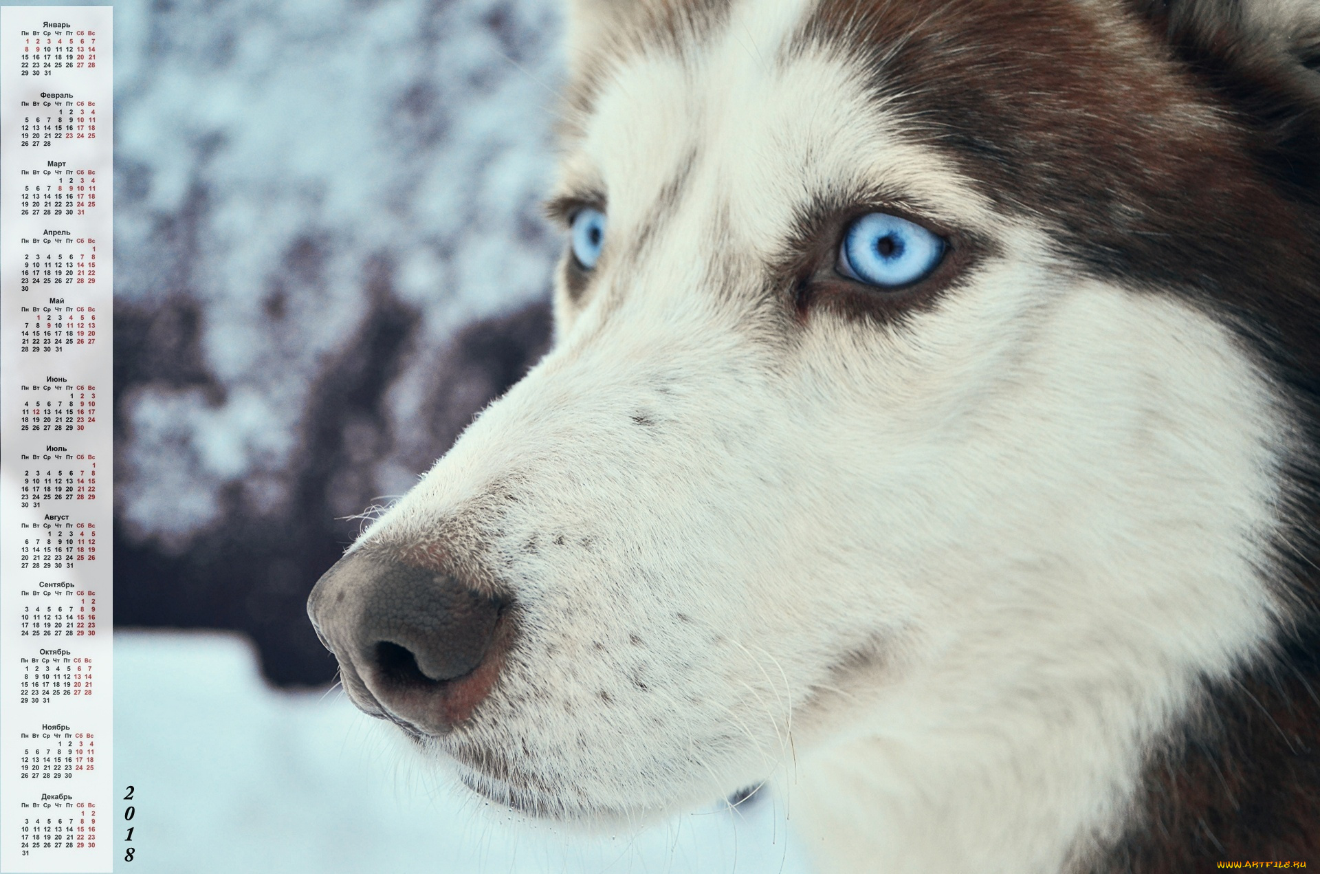 календари, животные, хаски, морда, взгляд, собака