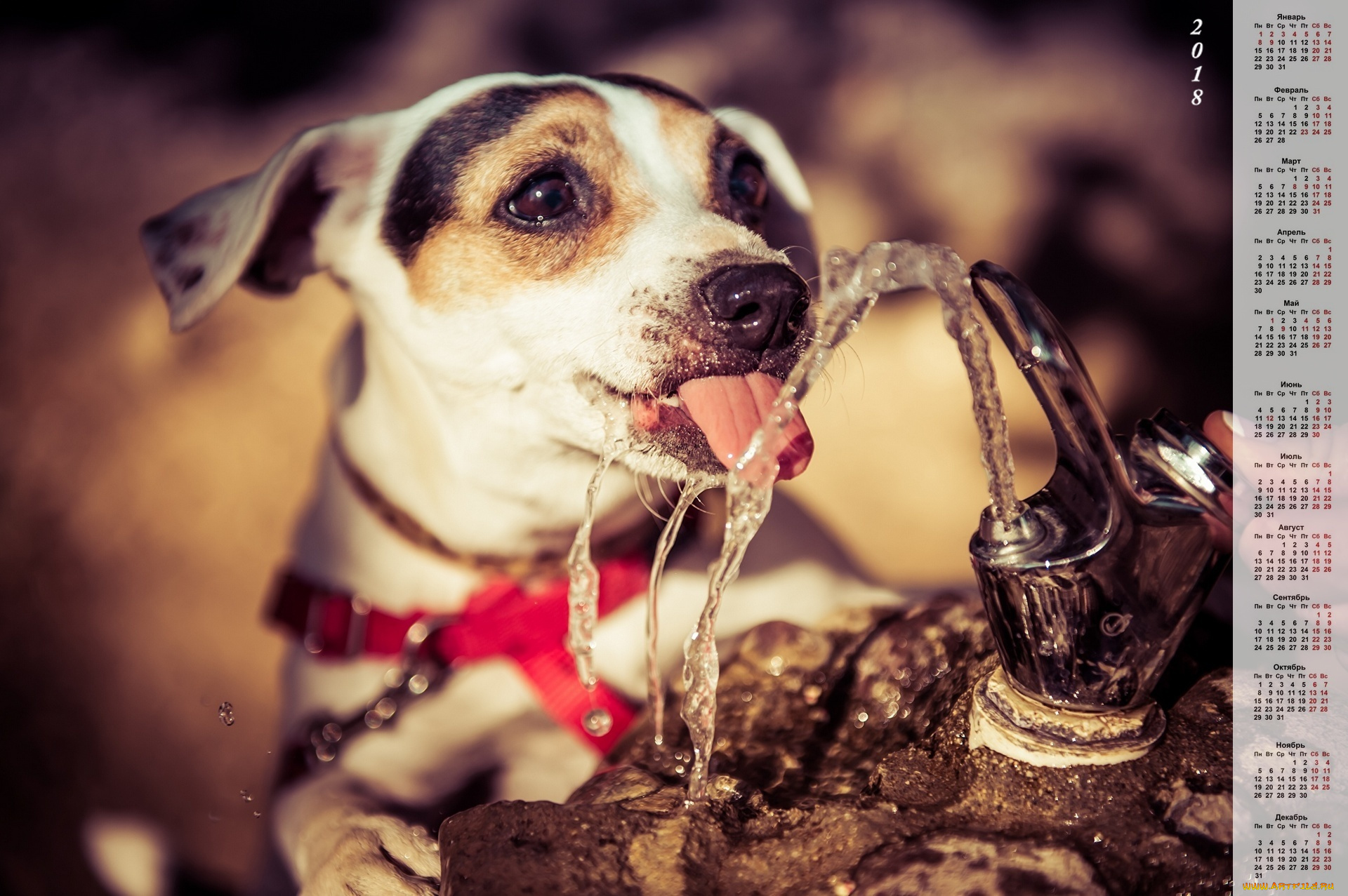календари, животные, вода, морда, собака