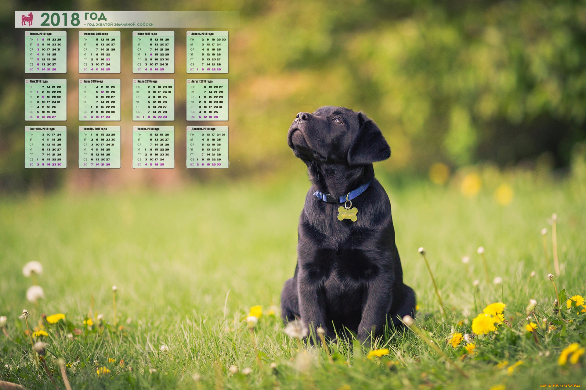календари, животные, растения, собака, взгляд