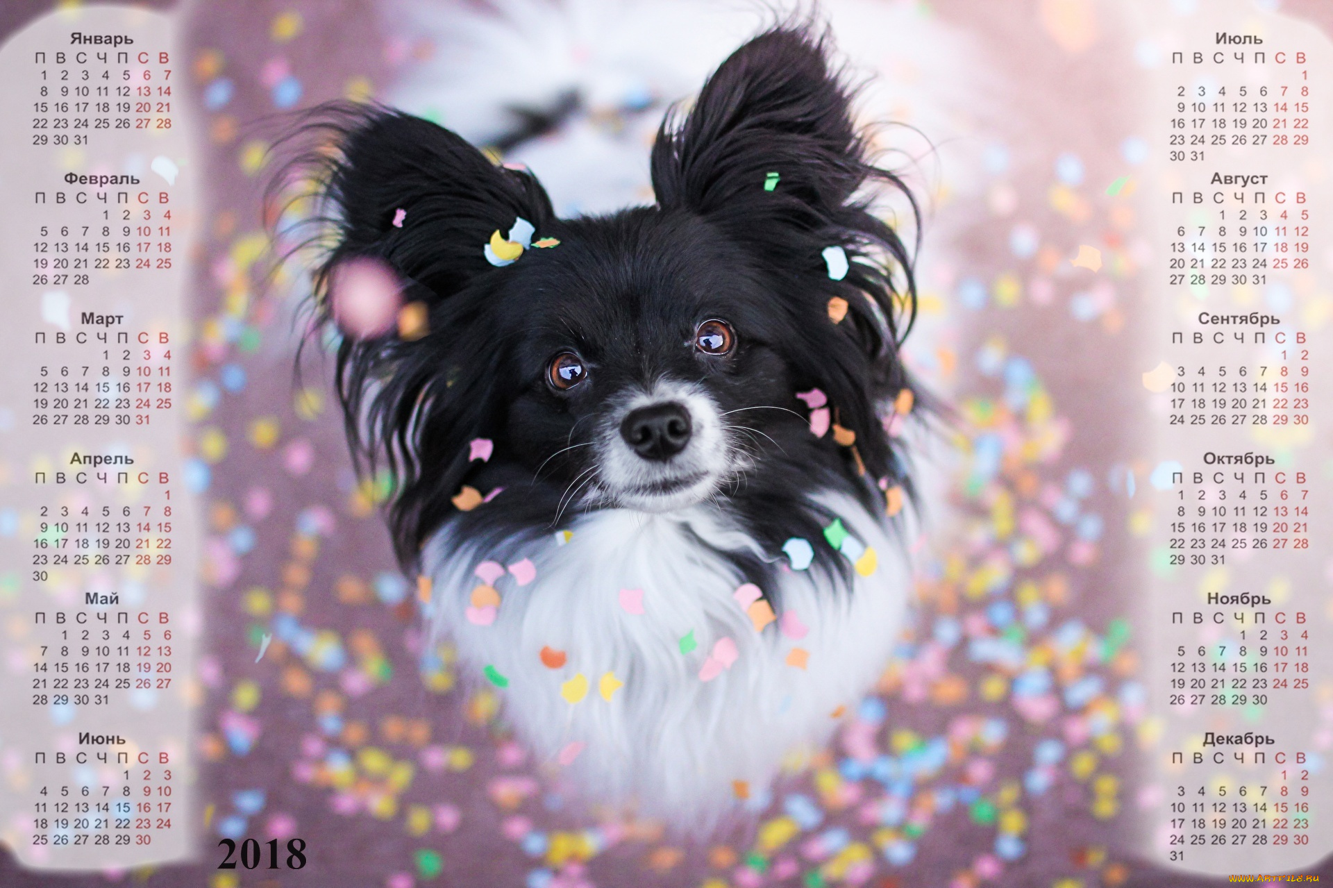 календари, животные, взгляд, собака