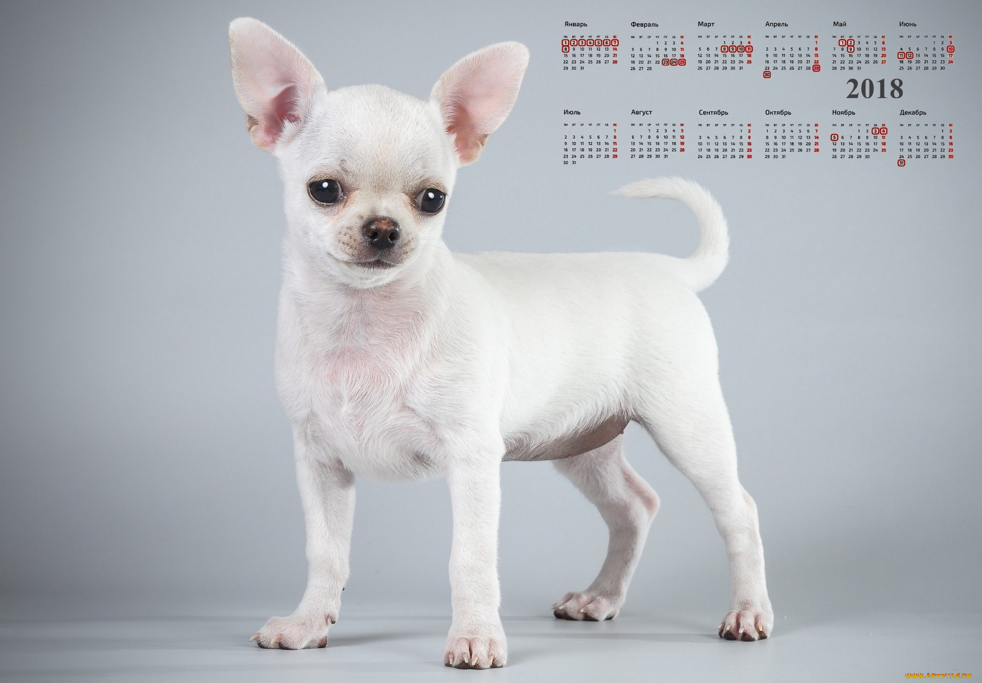 календари, животные, собака, взгляд
