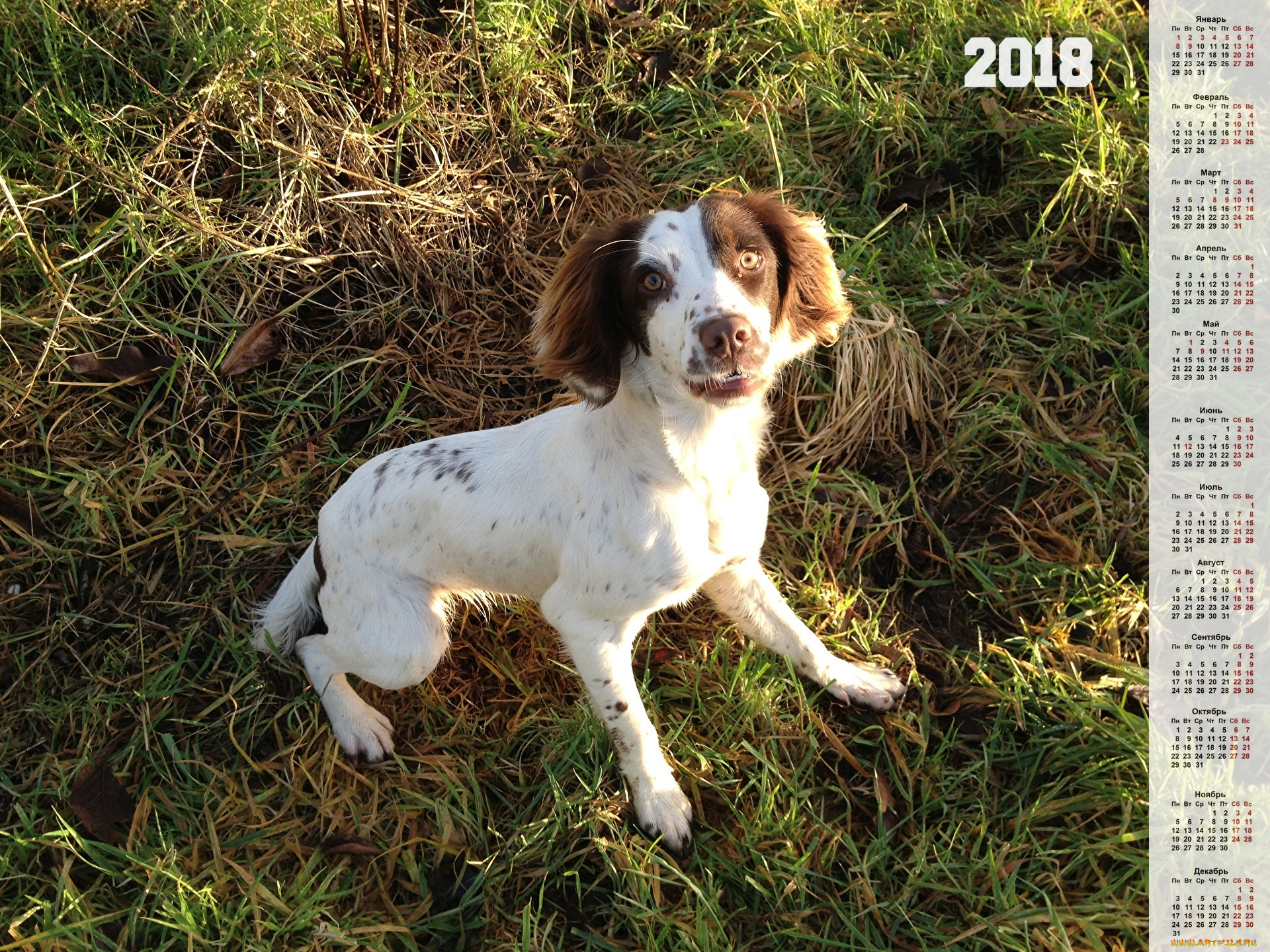 календари, животные, взгляд, собака