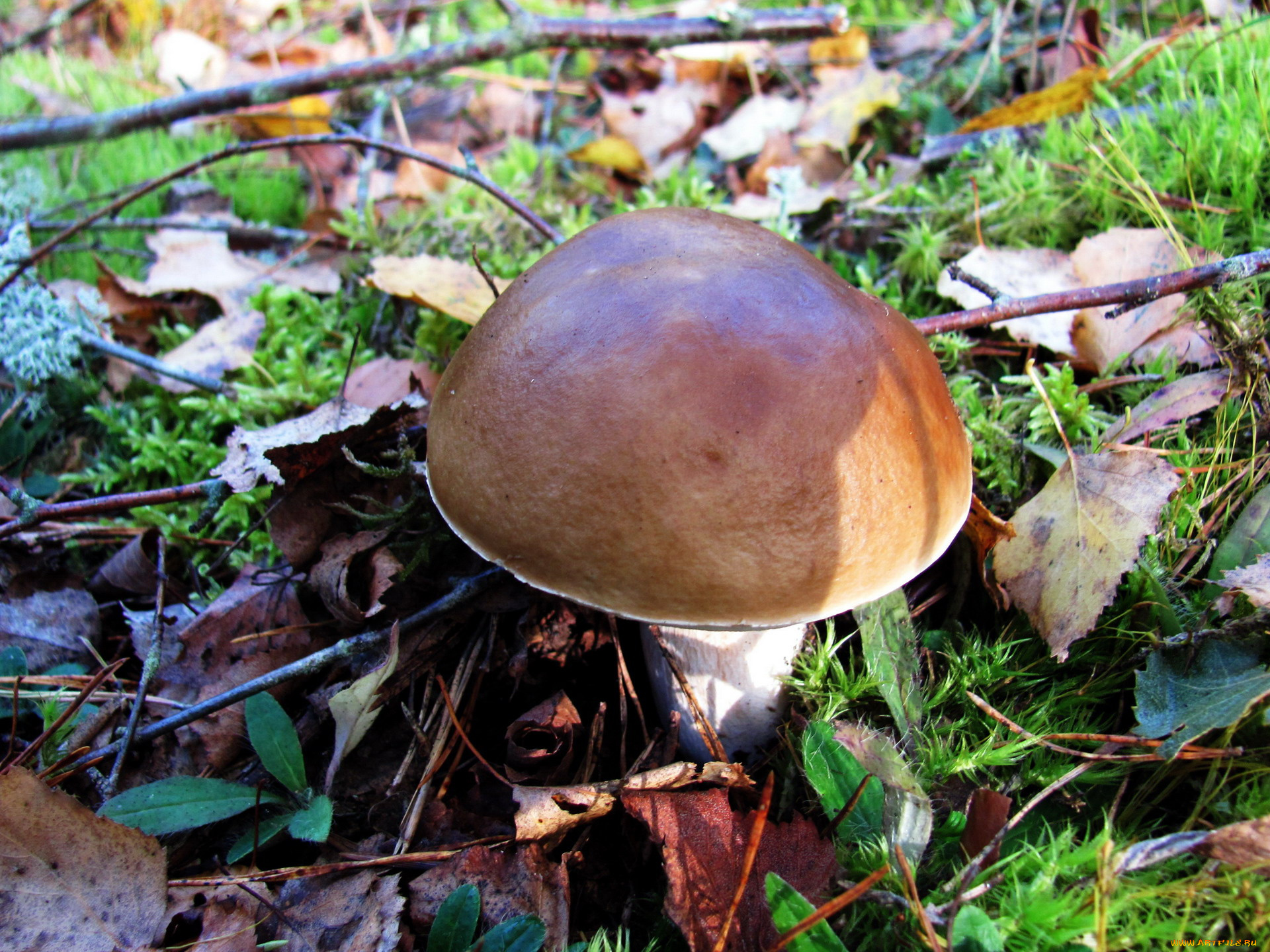 природа, грибы, боровик