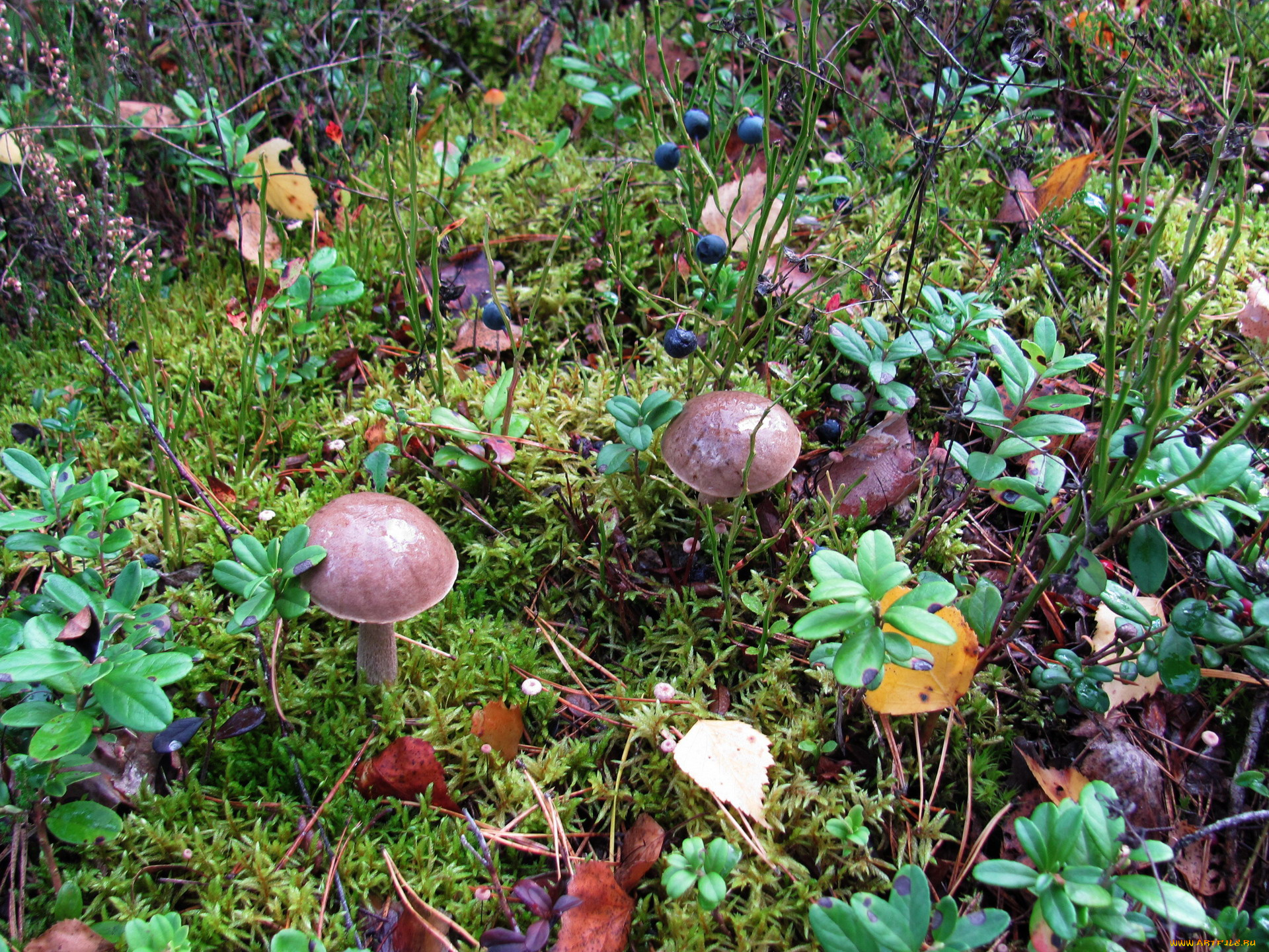 природа, грибы, подберезовик