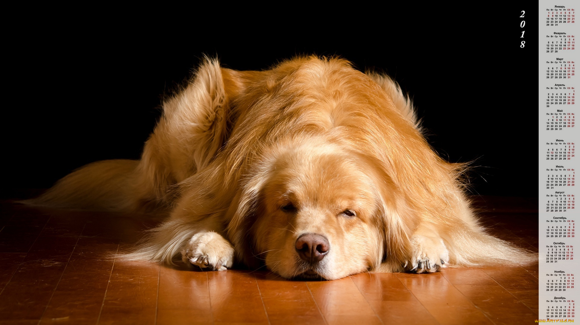 календари, животные, собака, отдых