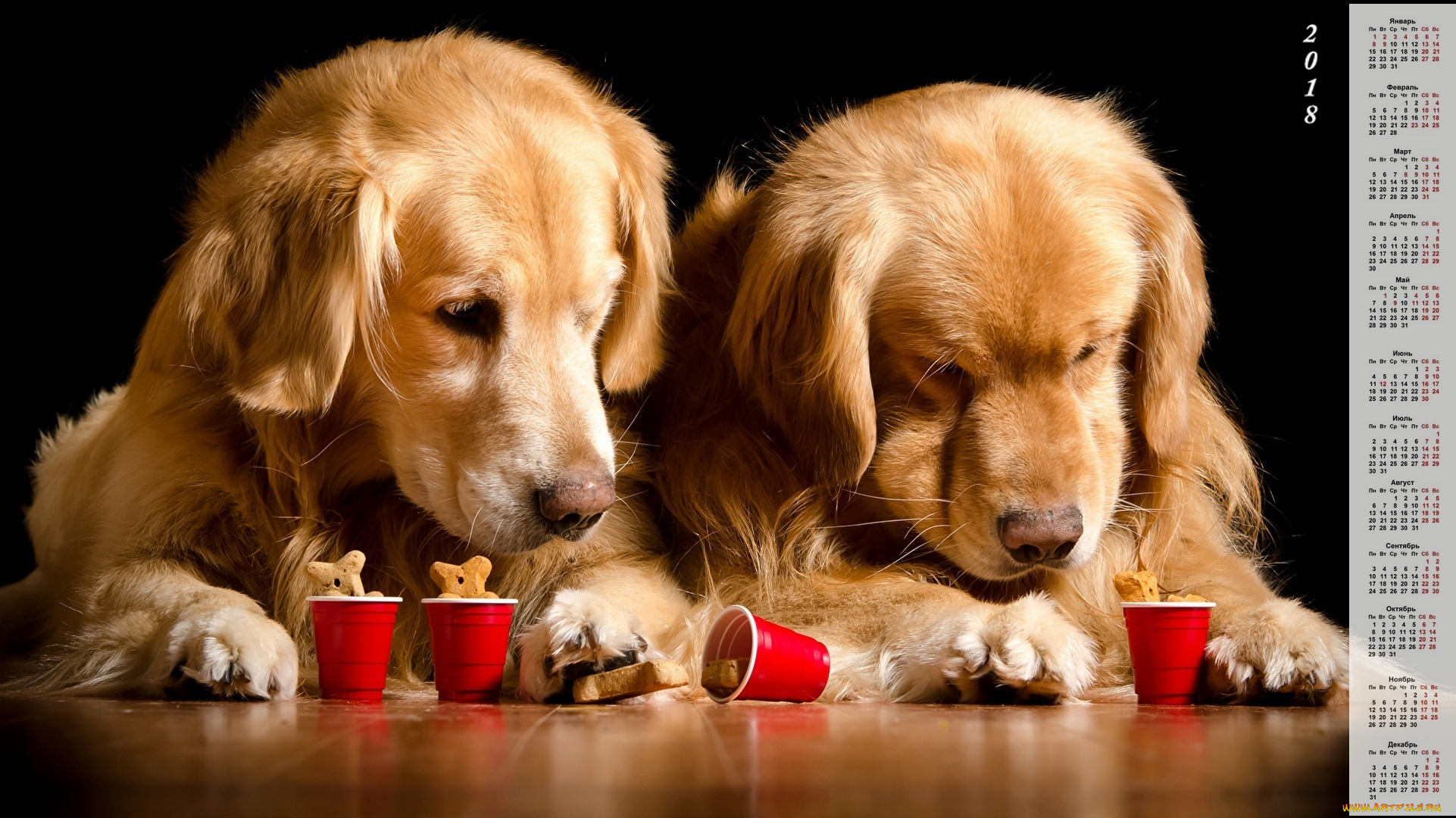календари, животные, стаканчик, собака, двое