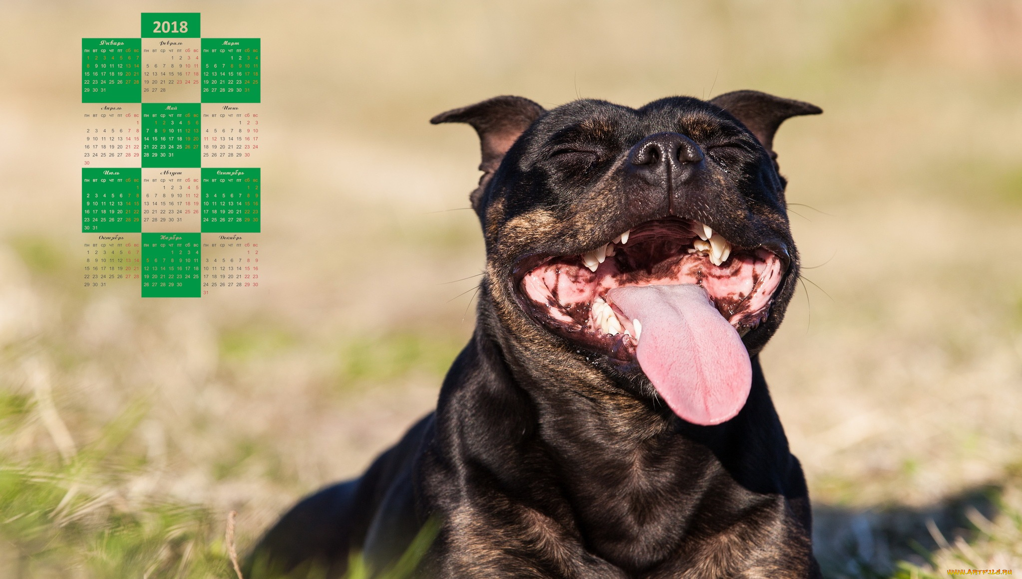 календари, животные, морда, собака