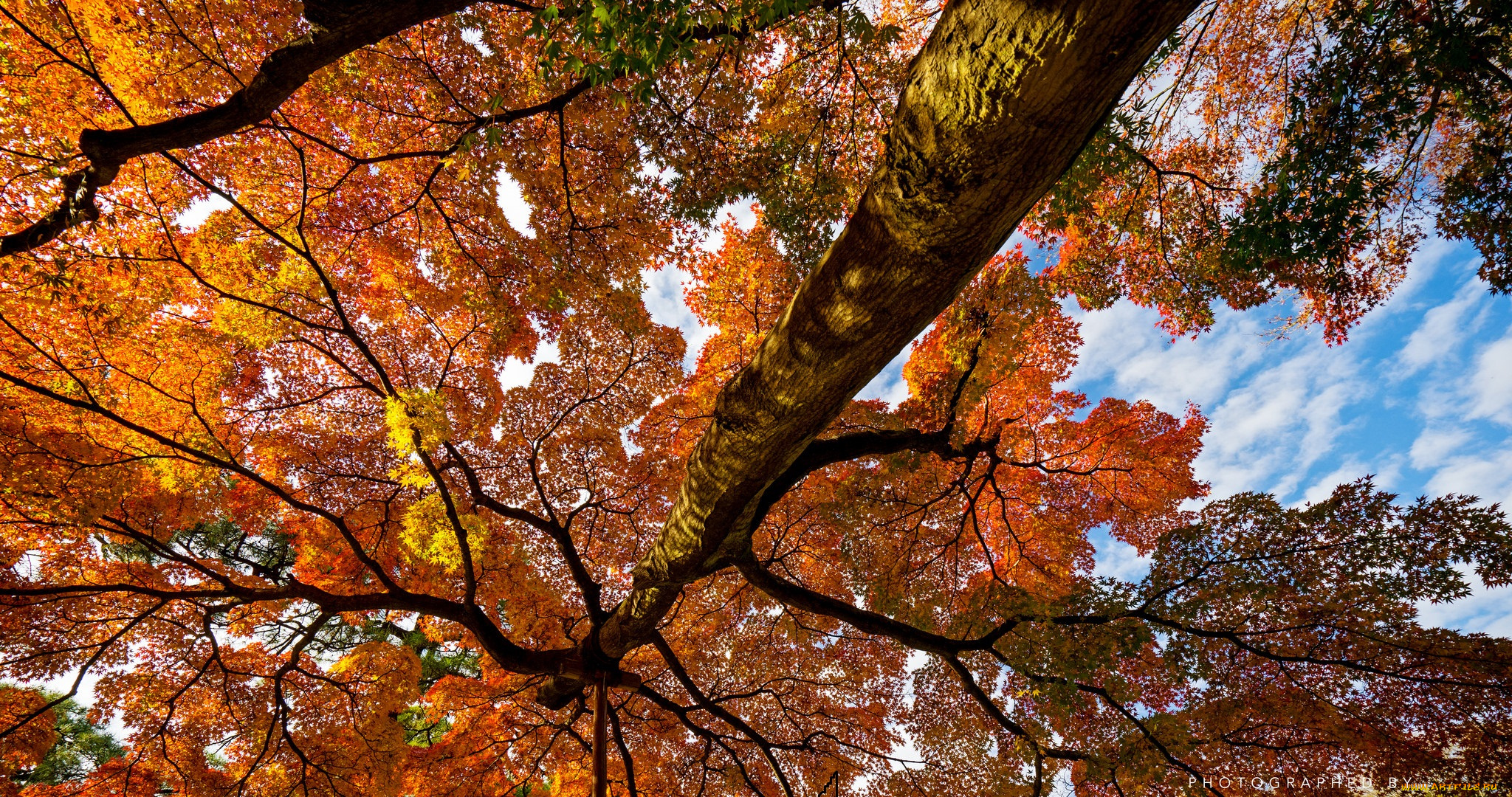 природа, деревья, осень