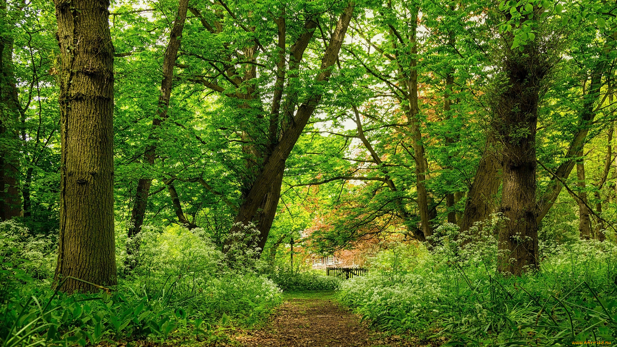 природа, лес, простор