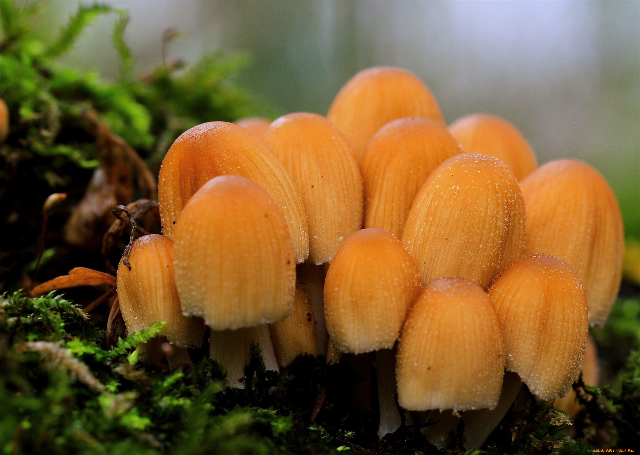 природа, грибы, лес