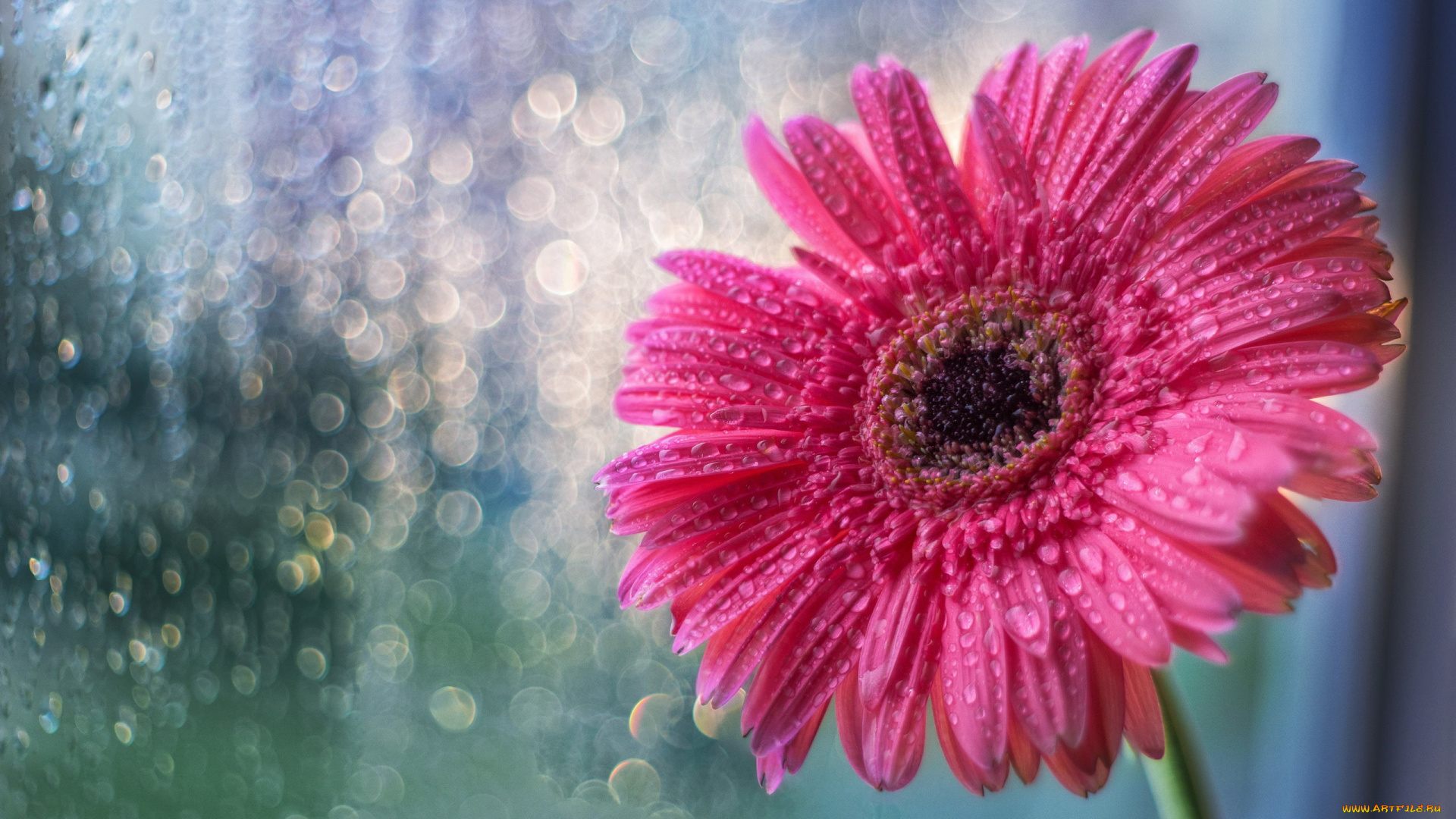 цветы, герберы, розовая, гербера, макро, капли