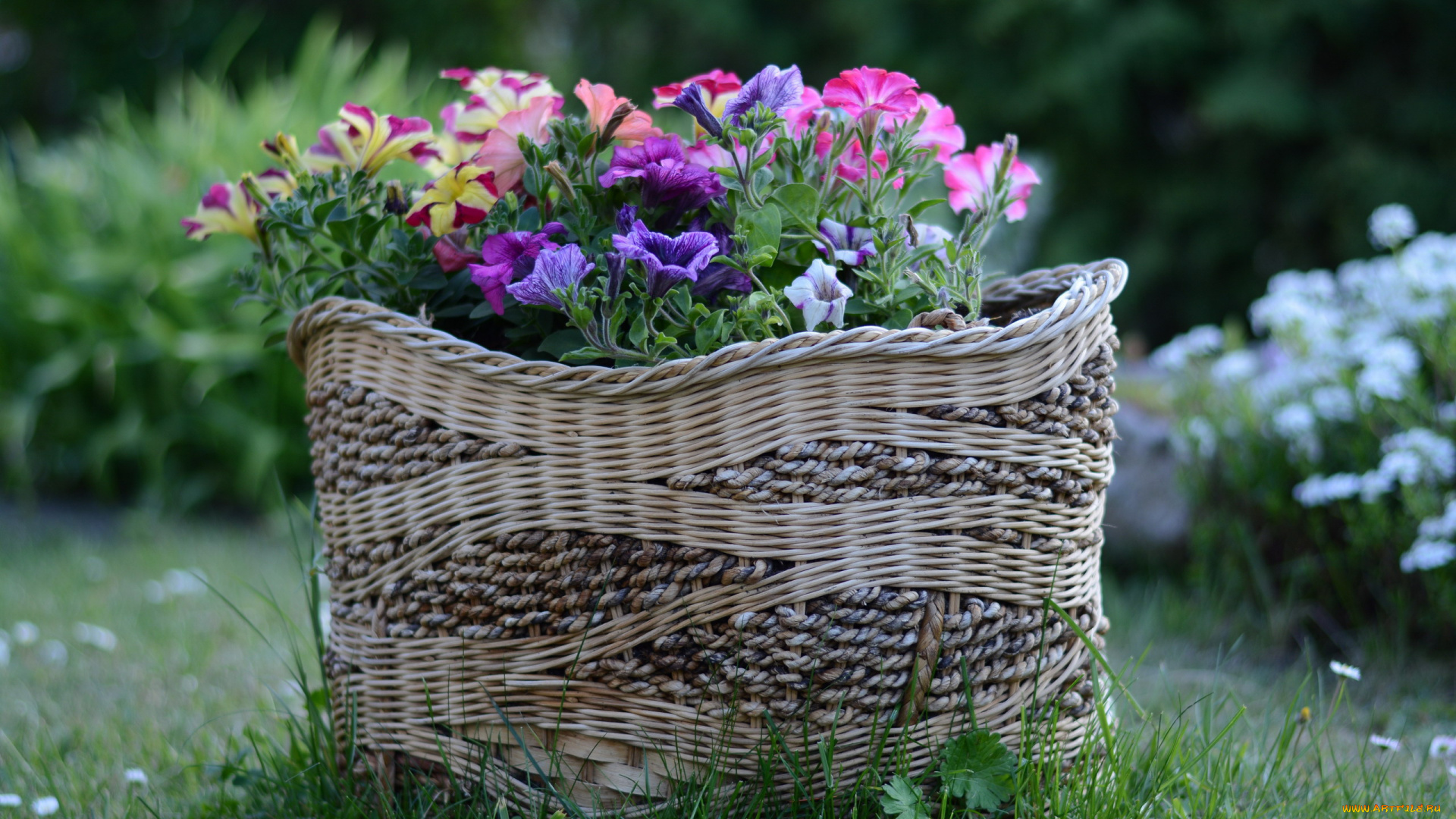 цветы, петунии, , калибрахоа, корзинка, разноцветные