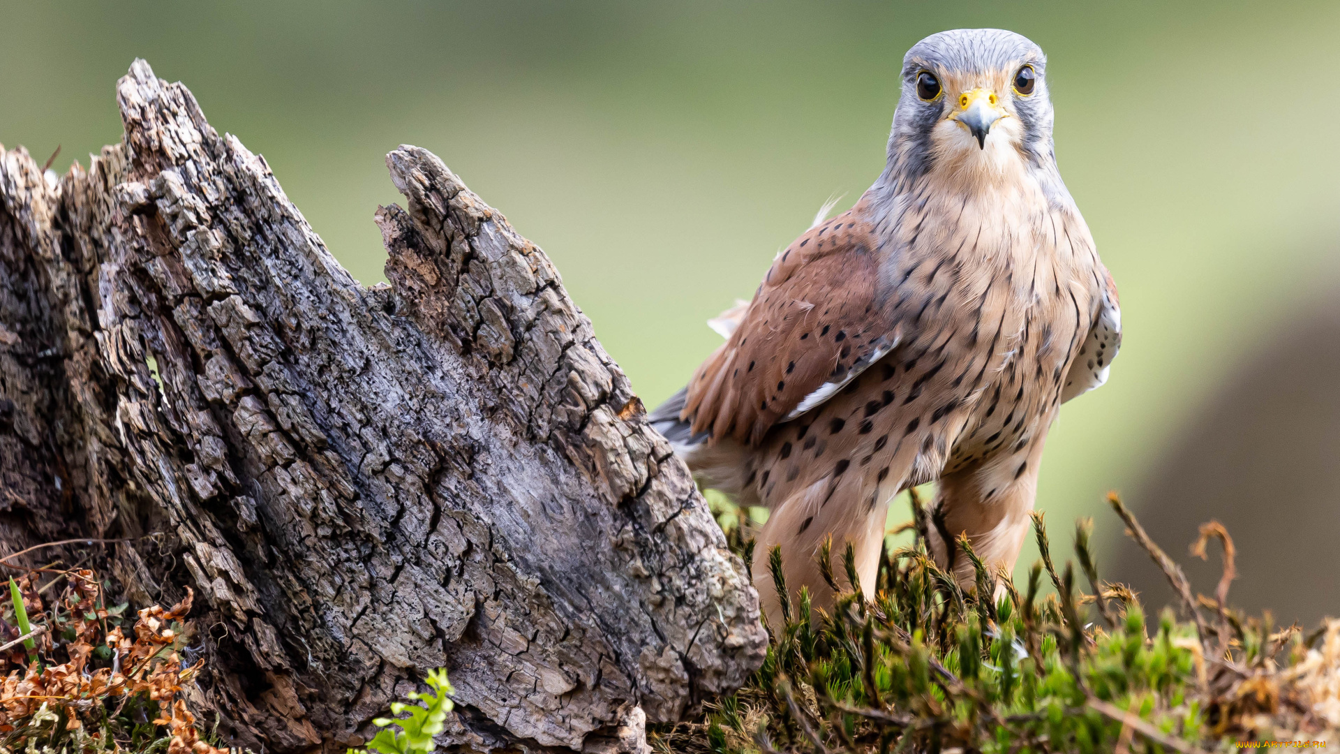 пустельга, обыкновенная, животные, птицы, -, хищники, пустельга, обыкновенная, птица, фауна, дикая, природа