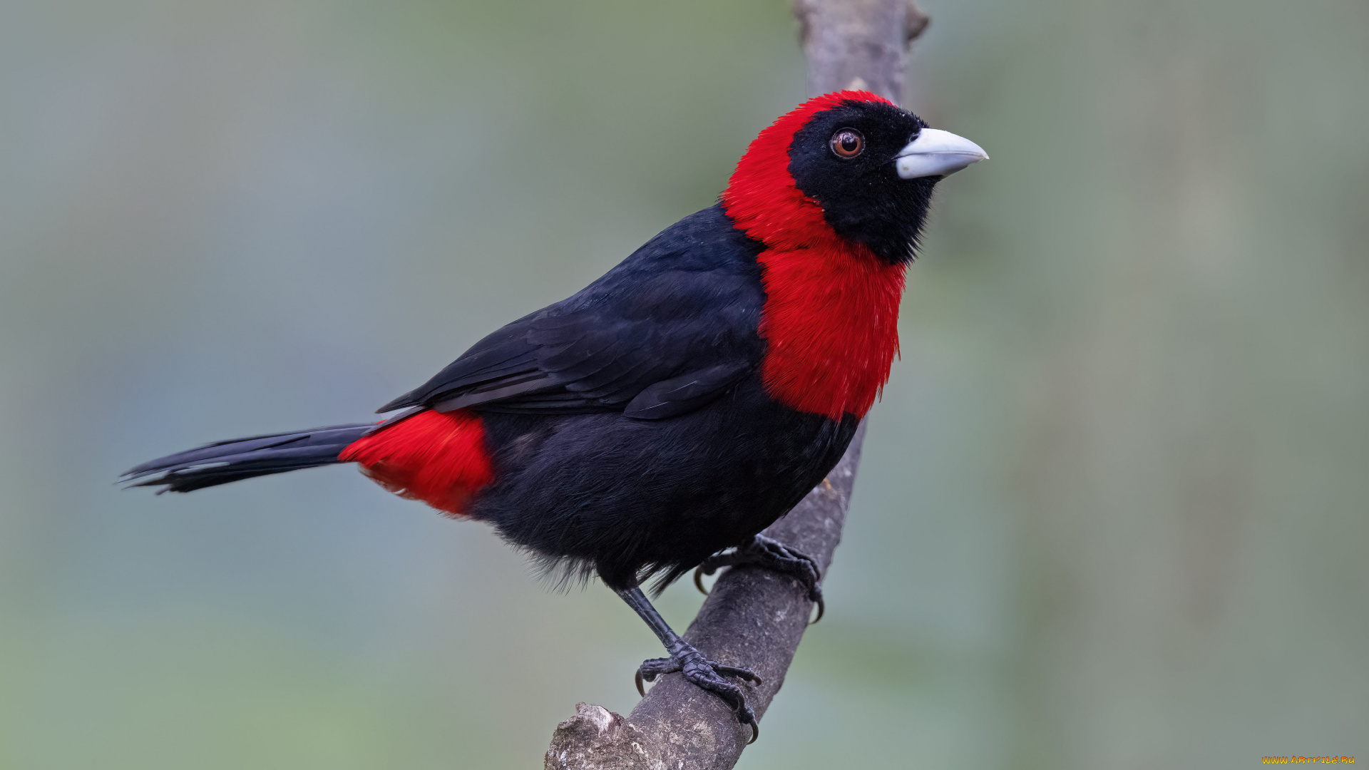 танагер, с, малиновым, воротником, животные, птицы, танагер, с, малиновым, воротником, птица, фауна, дикая, природа