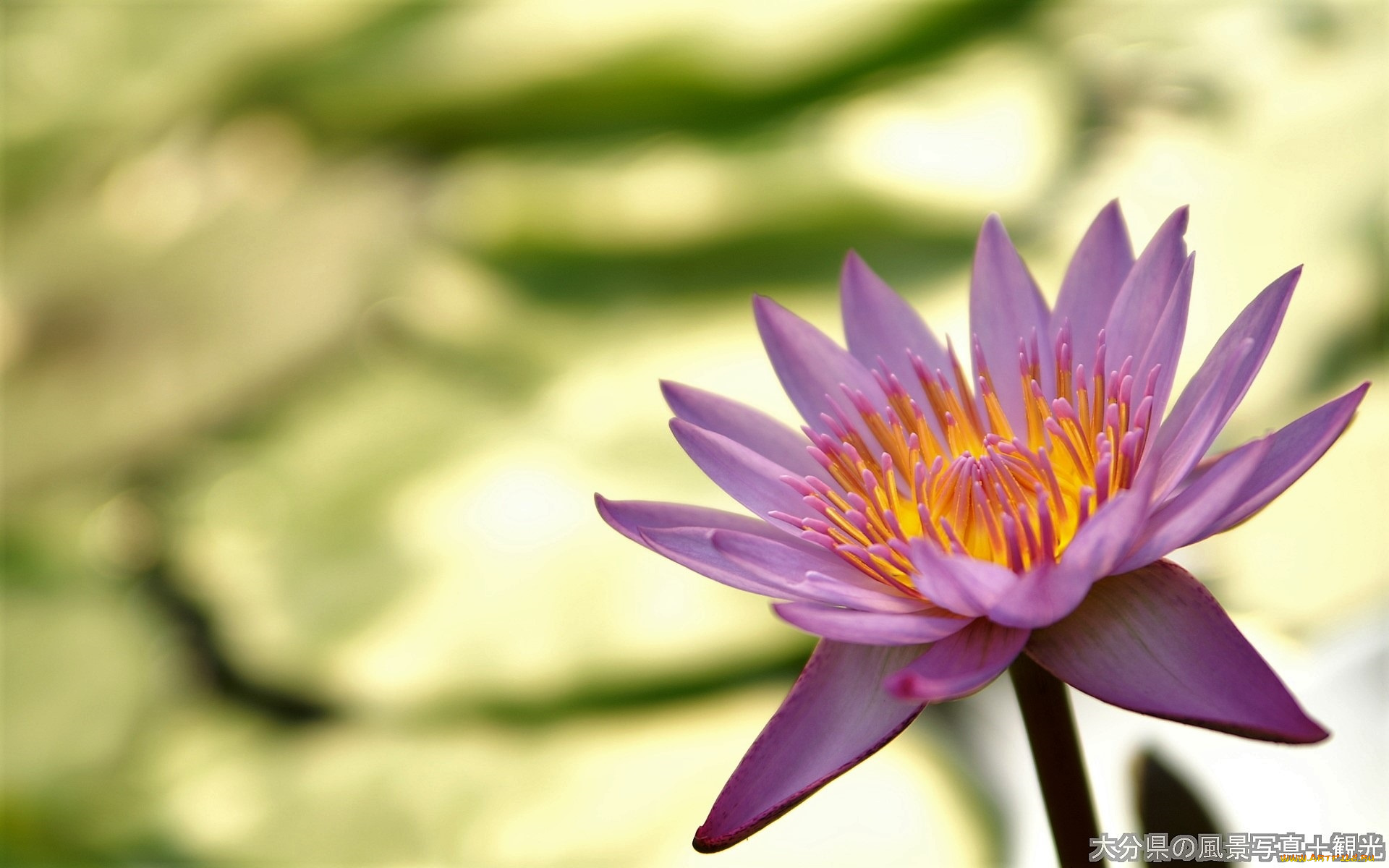 цветы, лилии, водяные, , нимфеи, , кувшинки, лилия