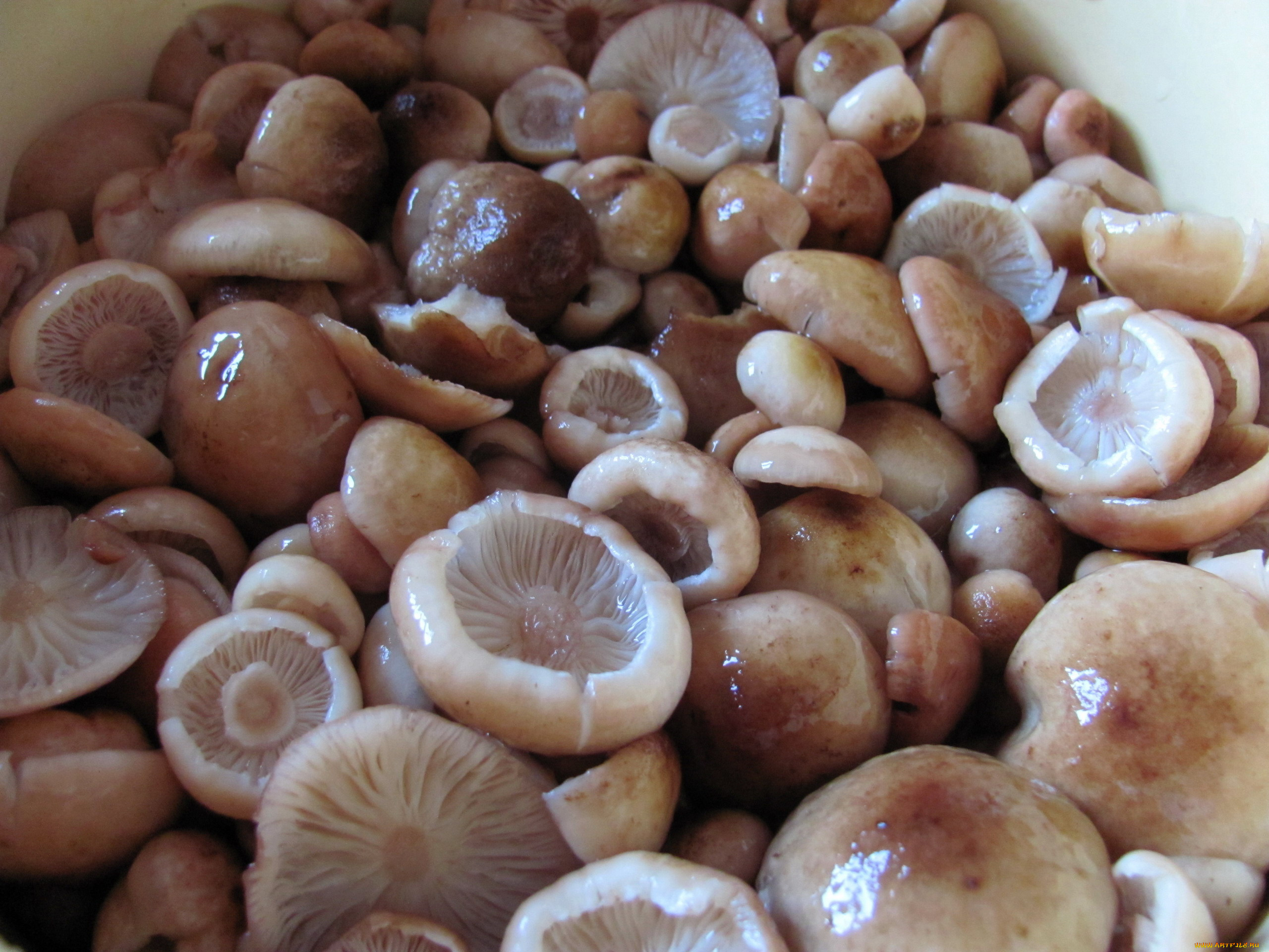 еда, грибы, , грибные, блюда, опята