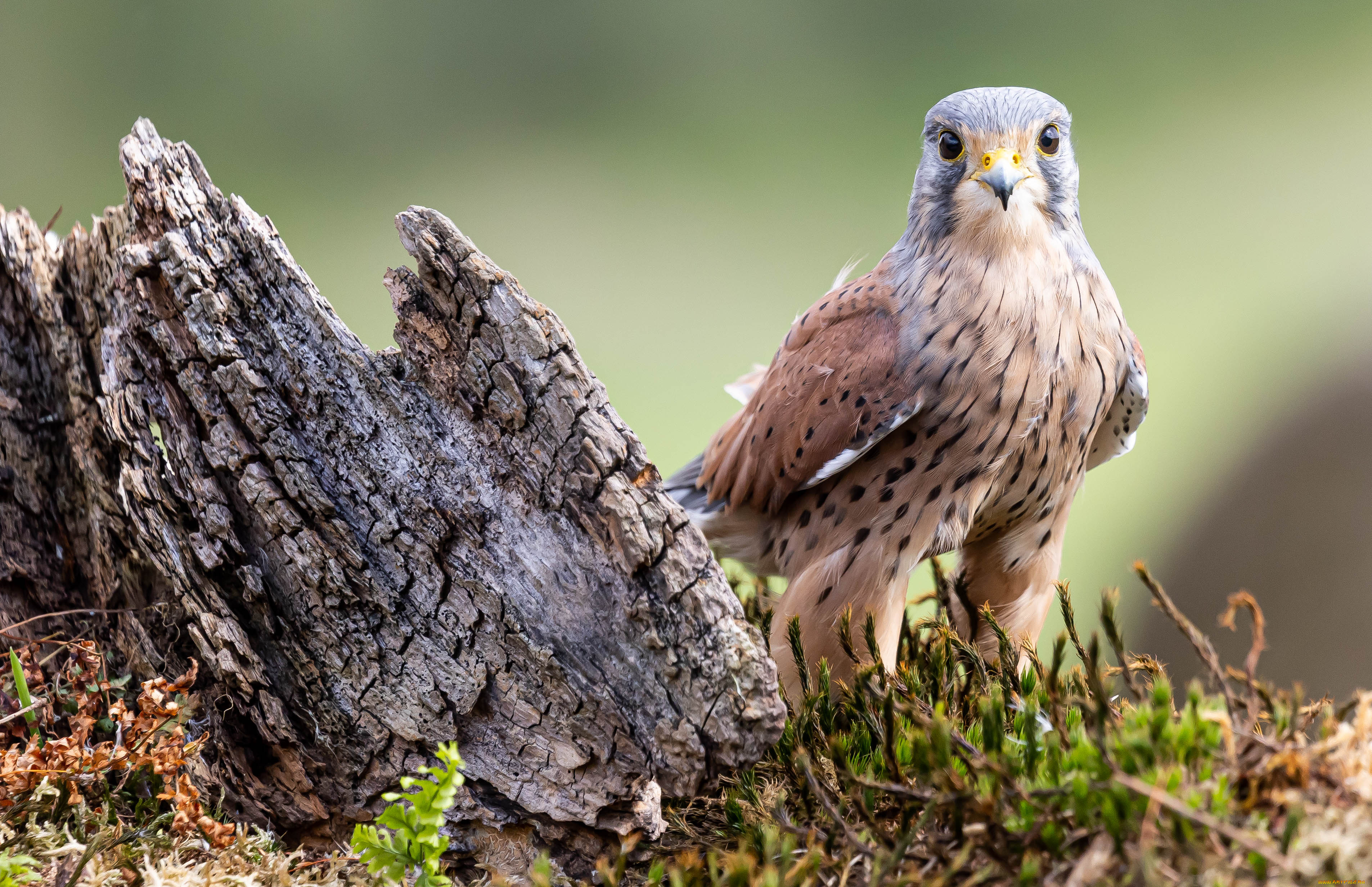 пустельга, обыкновенная, животные, птицы, -, хищники, пустельга, обыкновенная, птица, фауна, дикая, природа