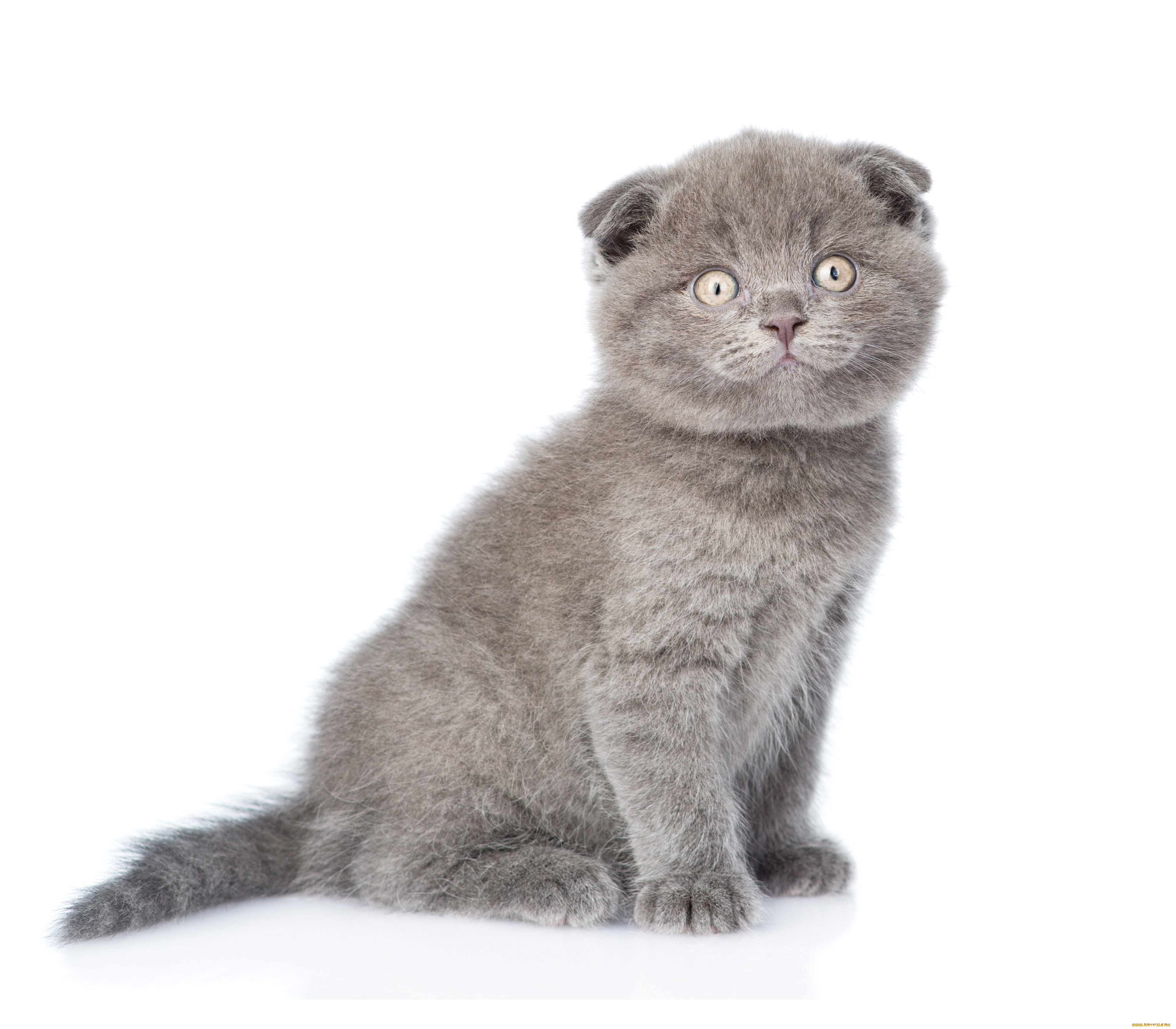 британская, короткошёрстная, животные, коты, британская, короткошёрстная, кот, фауна, дикая, природа