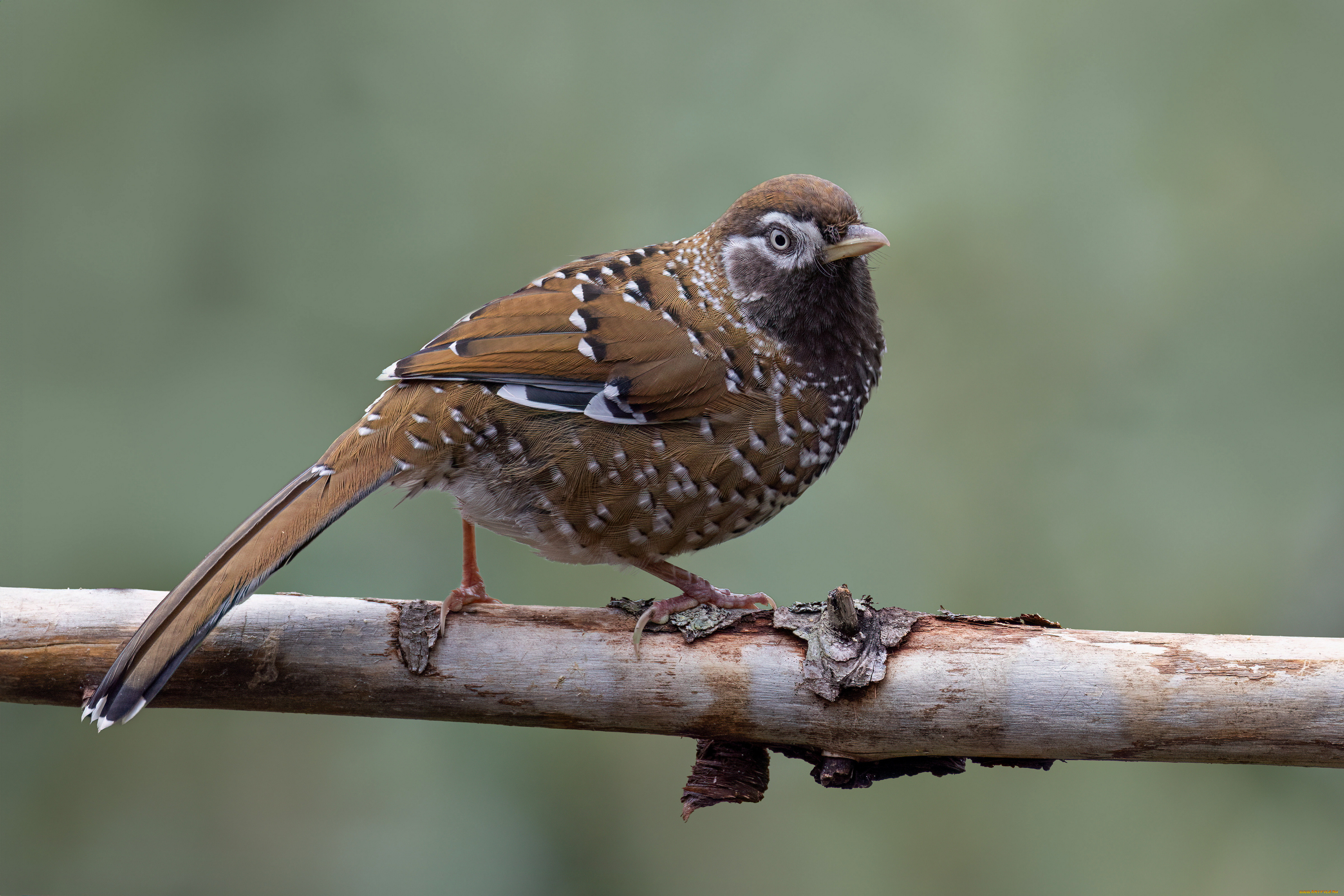 бело-крапчатый, смеющийся, дрозд, животные, птицы, бело-крапчатый, смеющийся, дрозд, птица, фауна, дикая, природа, ветка